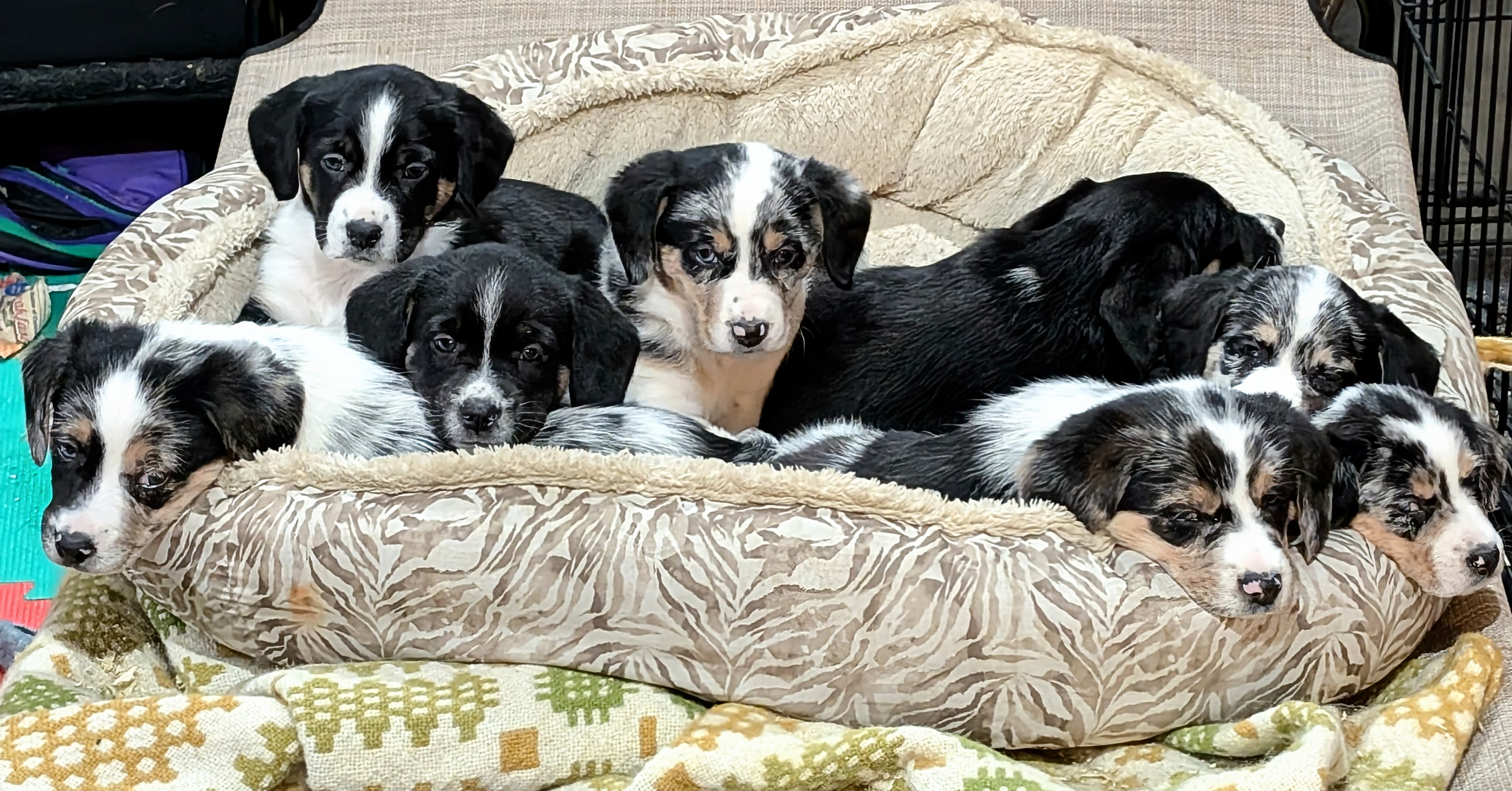 Photo of Australian Shepherd x Beagle puppies 