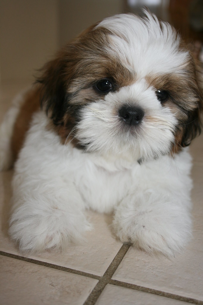 Photo of Purebred Shih Tzu