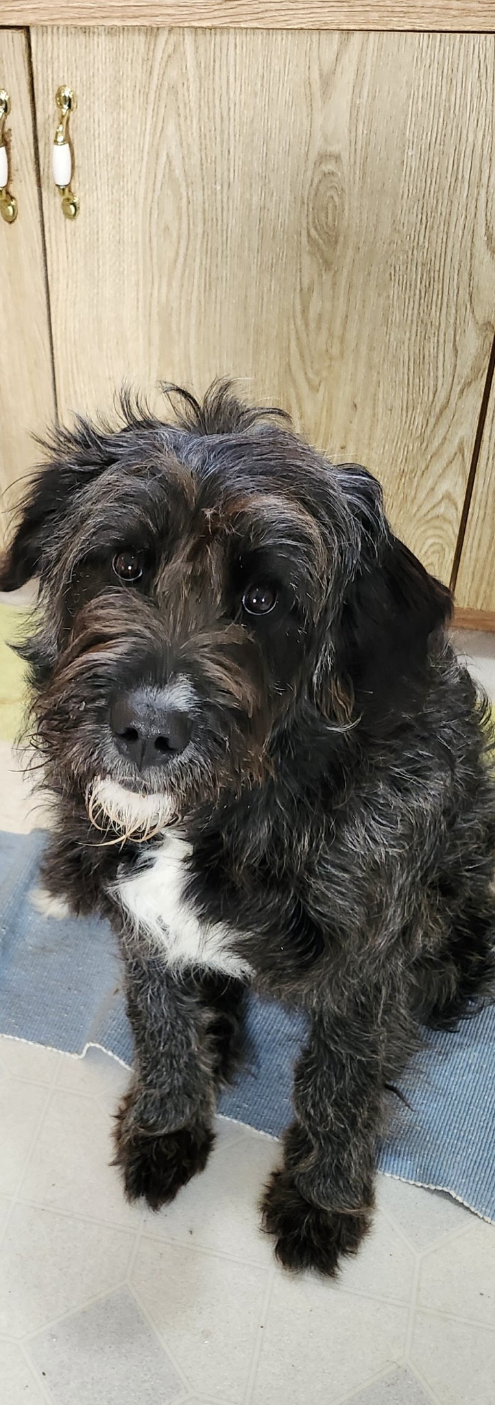 Photo of Purebred Labradoodle 