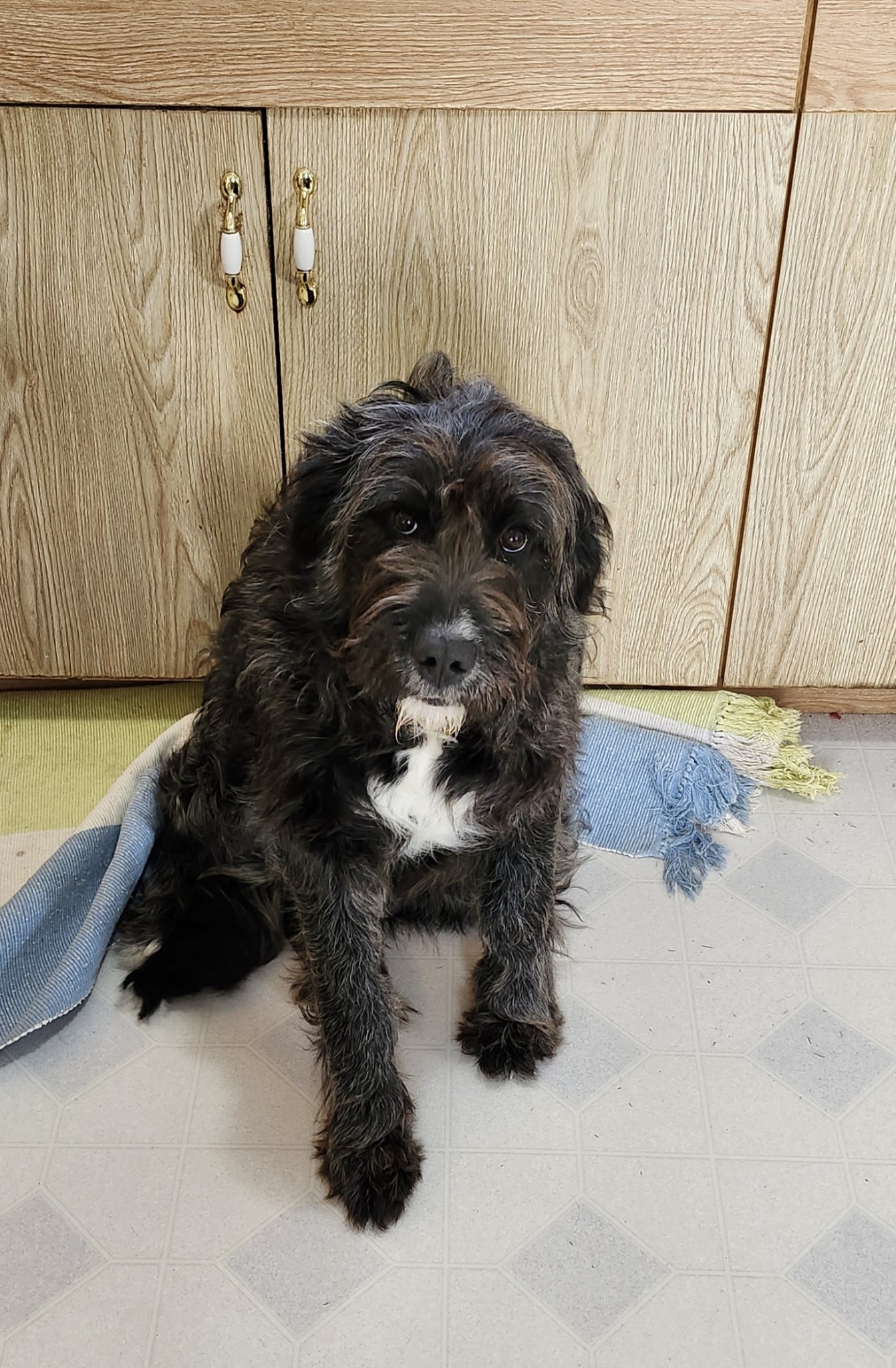 Photo of Purebred Labradoodle 