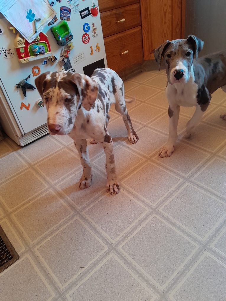 Photo of Sweet great dane puppies 