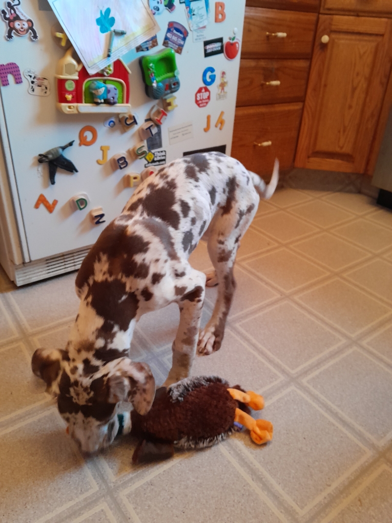 Photo of Sweet great dane puppies 