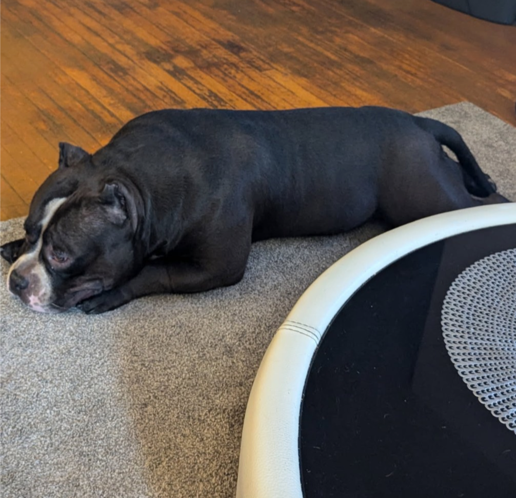 Photo of American Pocket Bully 