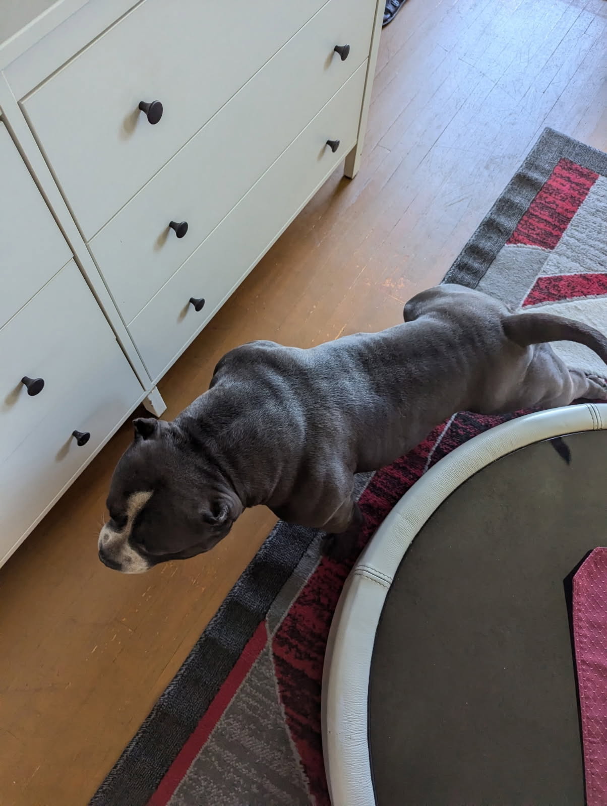 Photo of American Pocket Bully 