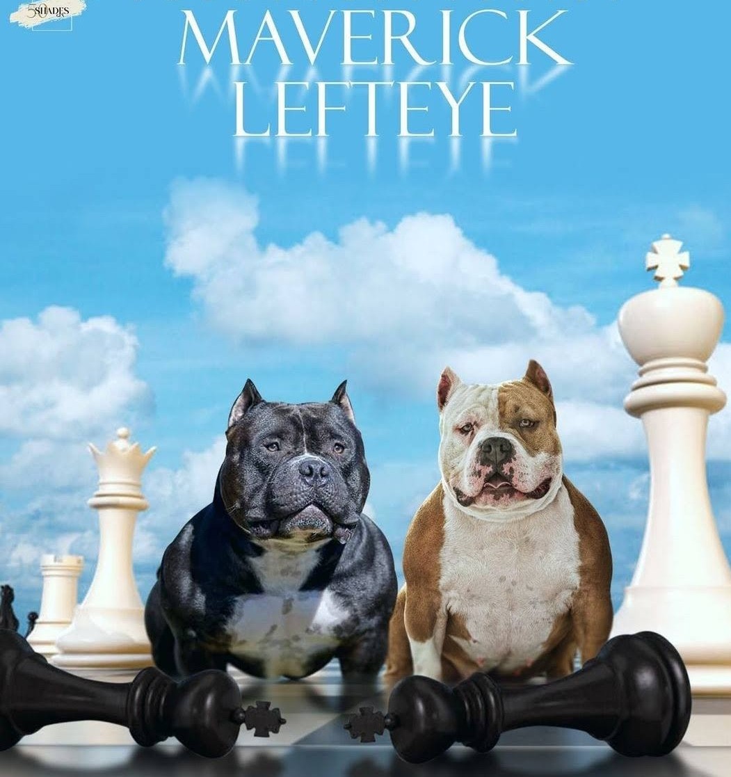 Photo of American Pocket Bully 