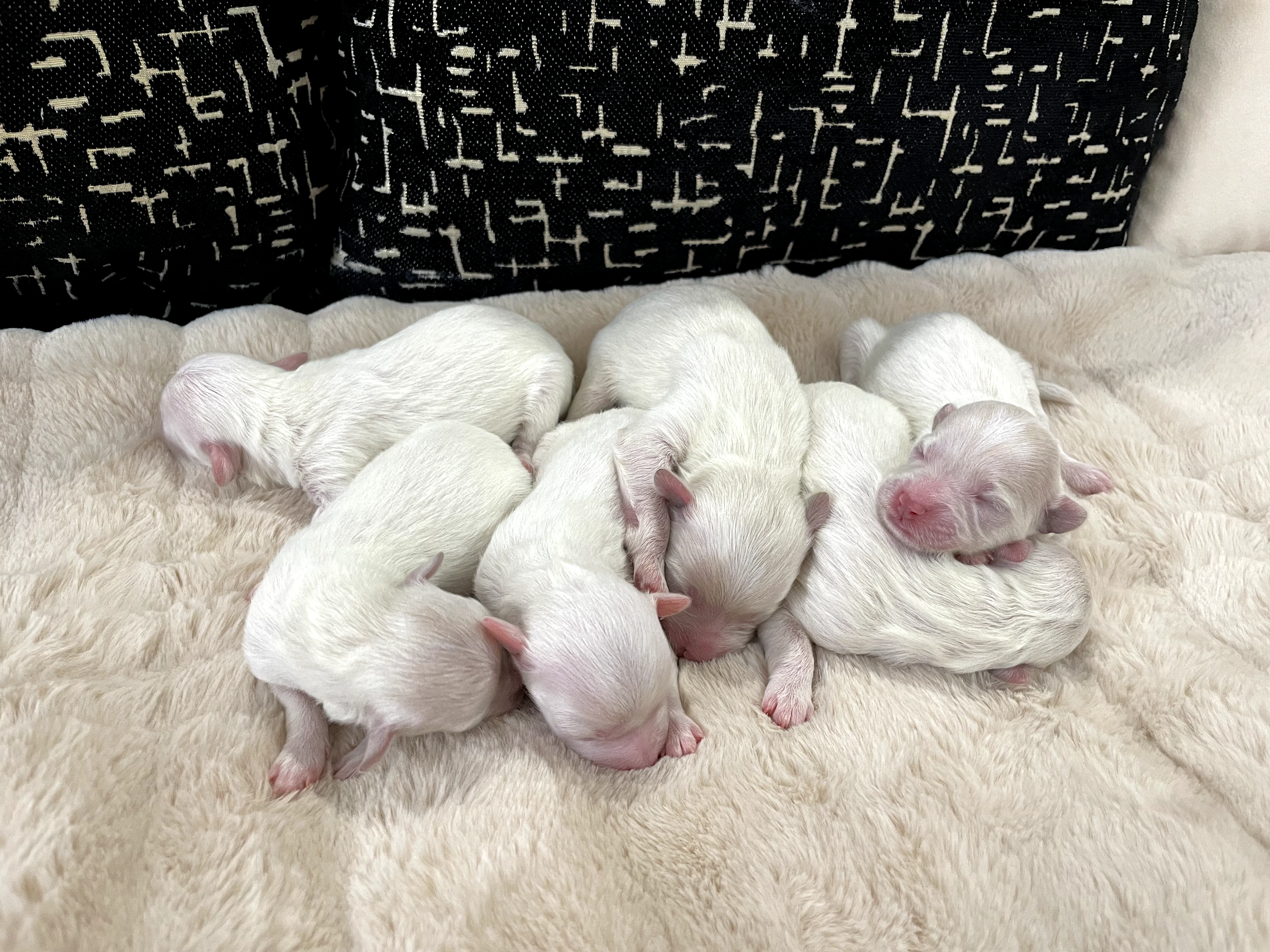 Toy poodle available for stud  - 9 - 1738724052856_IMG_0219