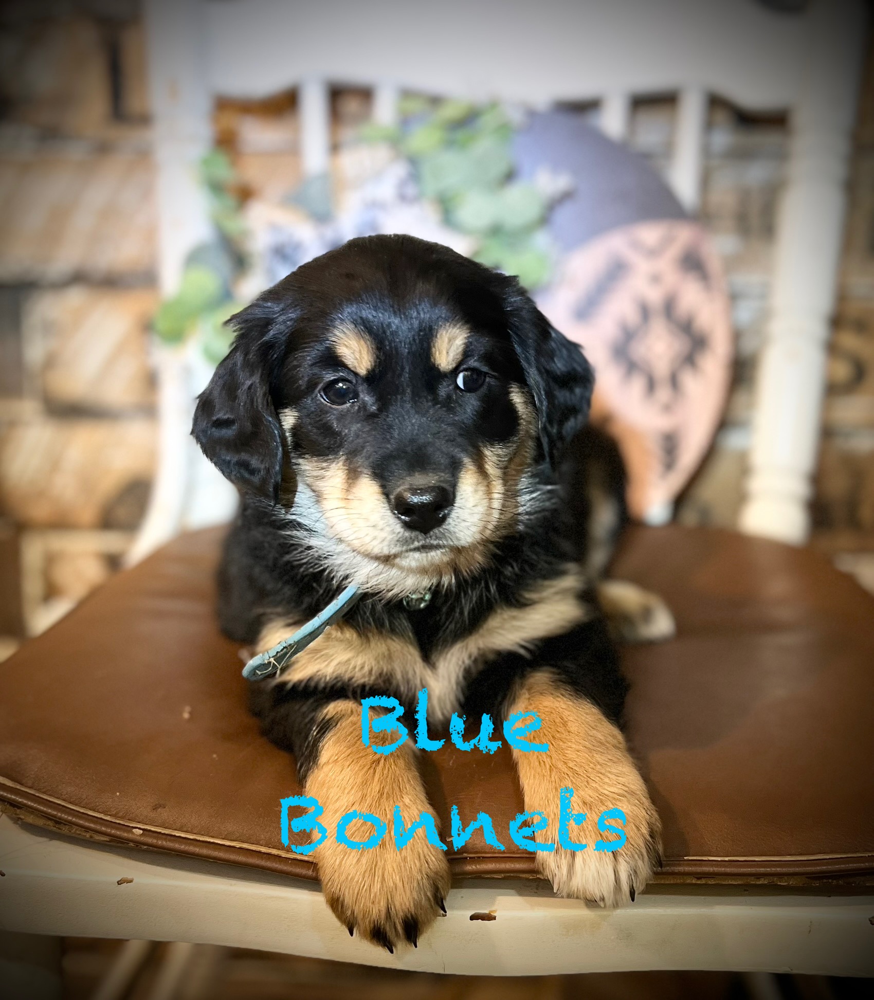 Photo of RaiseMright Golden Aussies price cut for last 3!