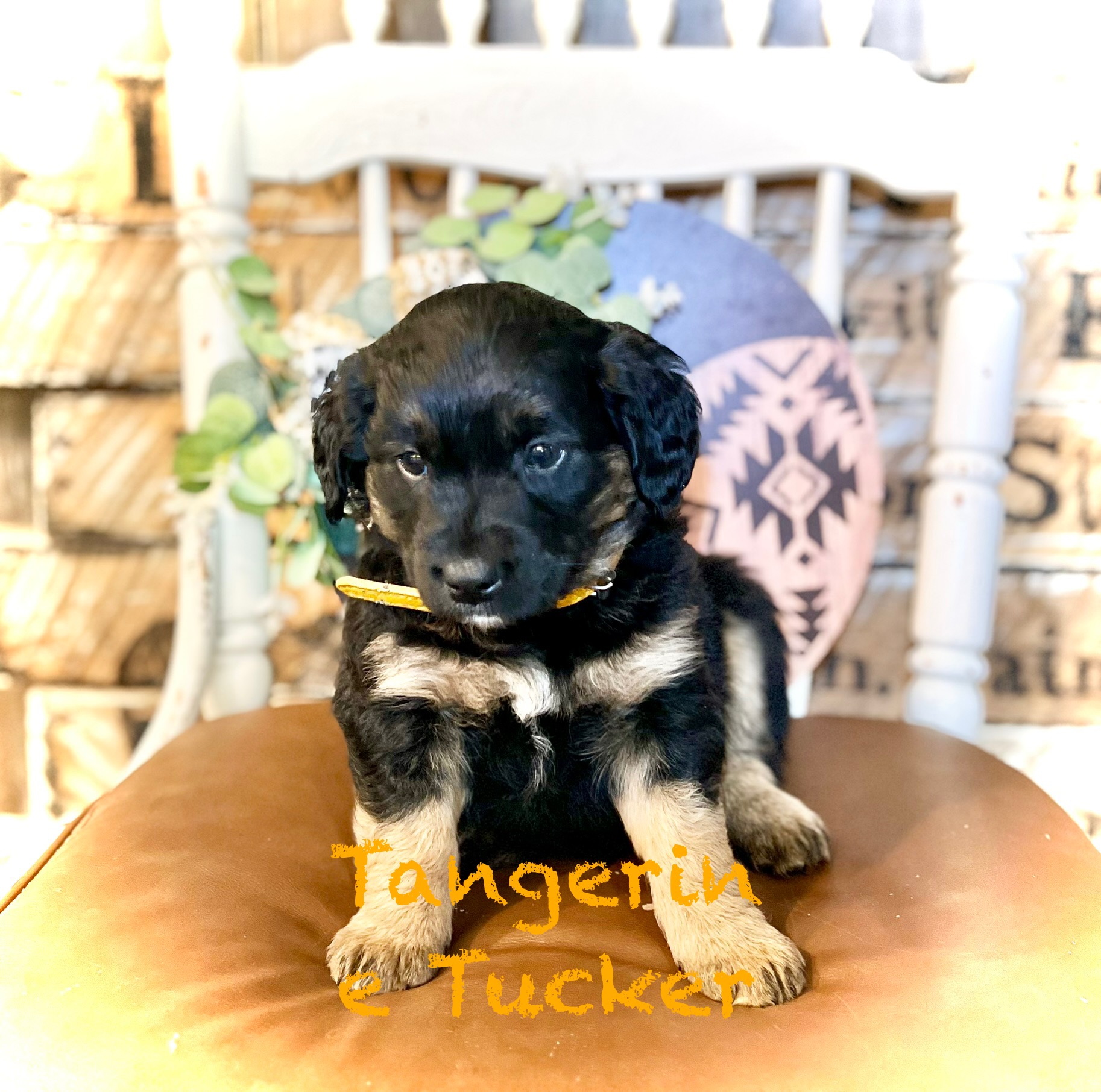 Photo of RaiseMright Golden Aussies price cut for last 3!