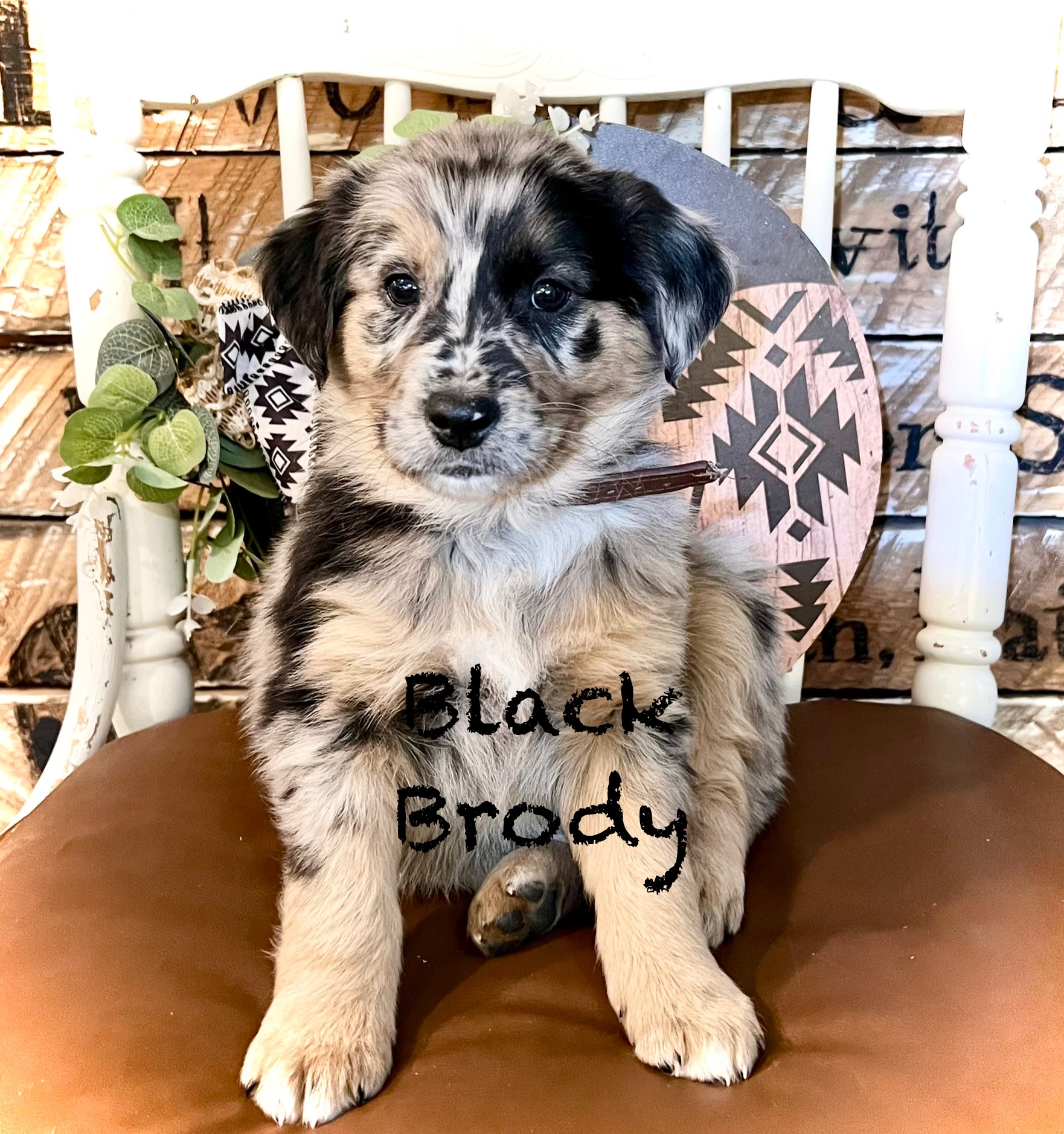 Photo of RaiseMright Golden Aussies price cut for last 3!