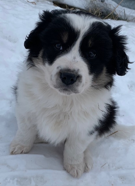 Photo of Australian Shepherd Border Collie Cross Puppies