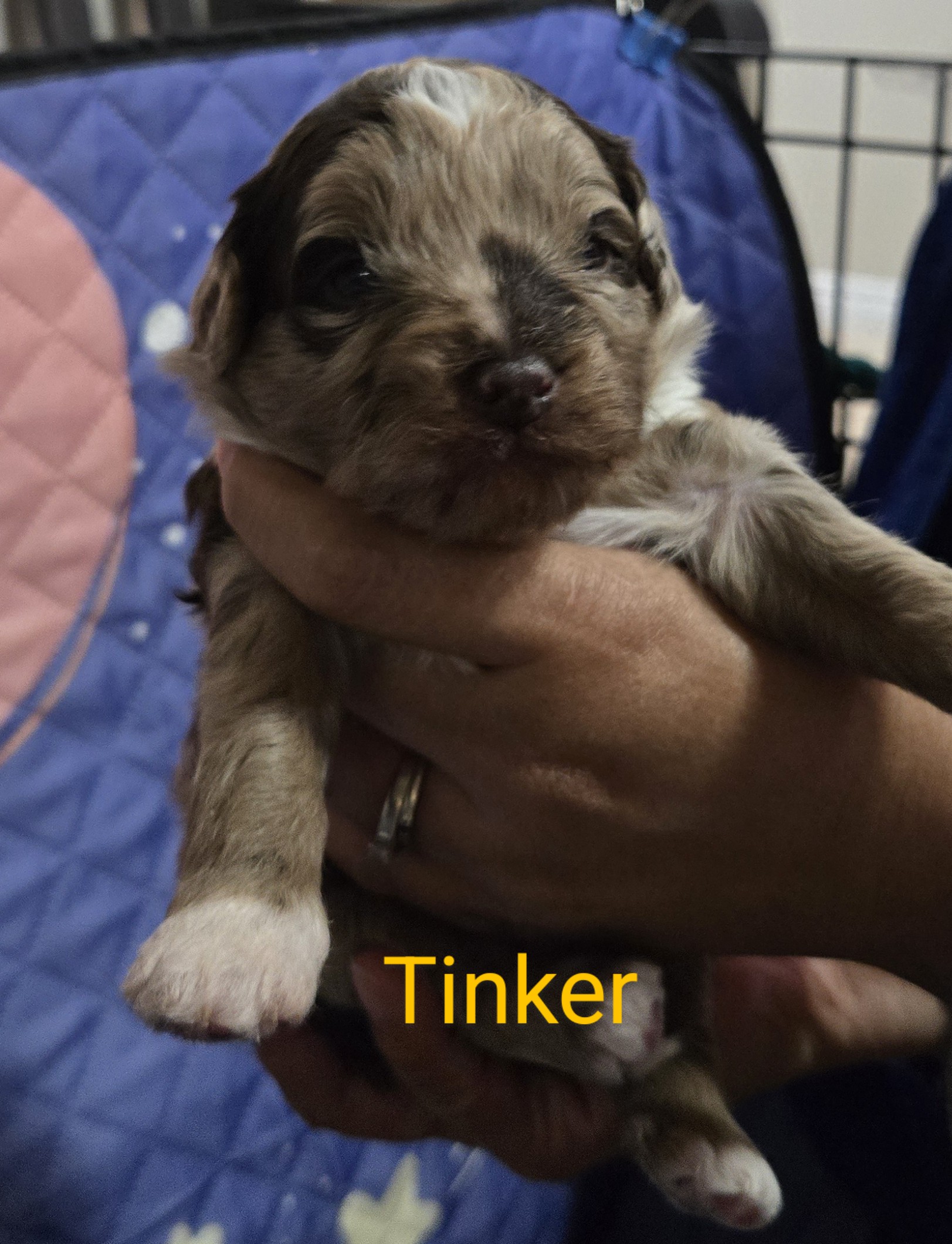 Photo of Puppies 8 weeks on March 20th