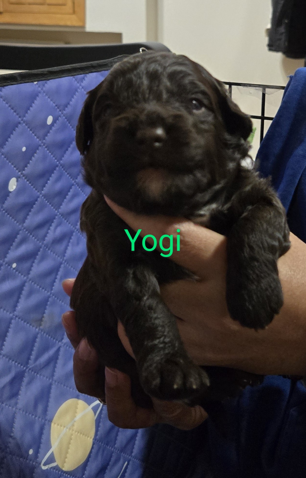 Photo of Puppies 8 weeks on March 20th