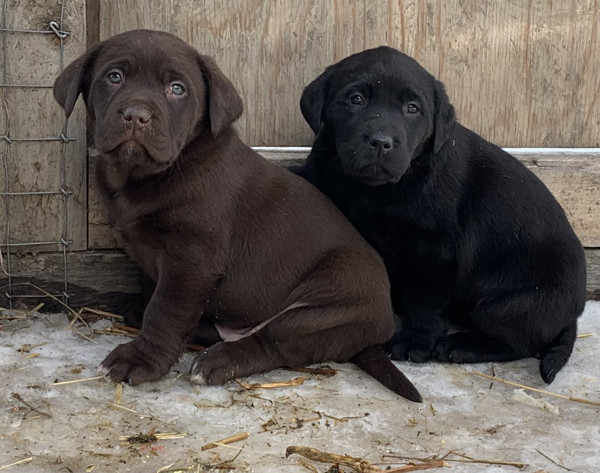 Photo of Pure bred Chocolate and Black Labs
