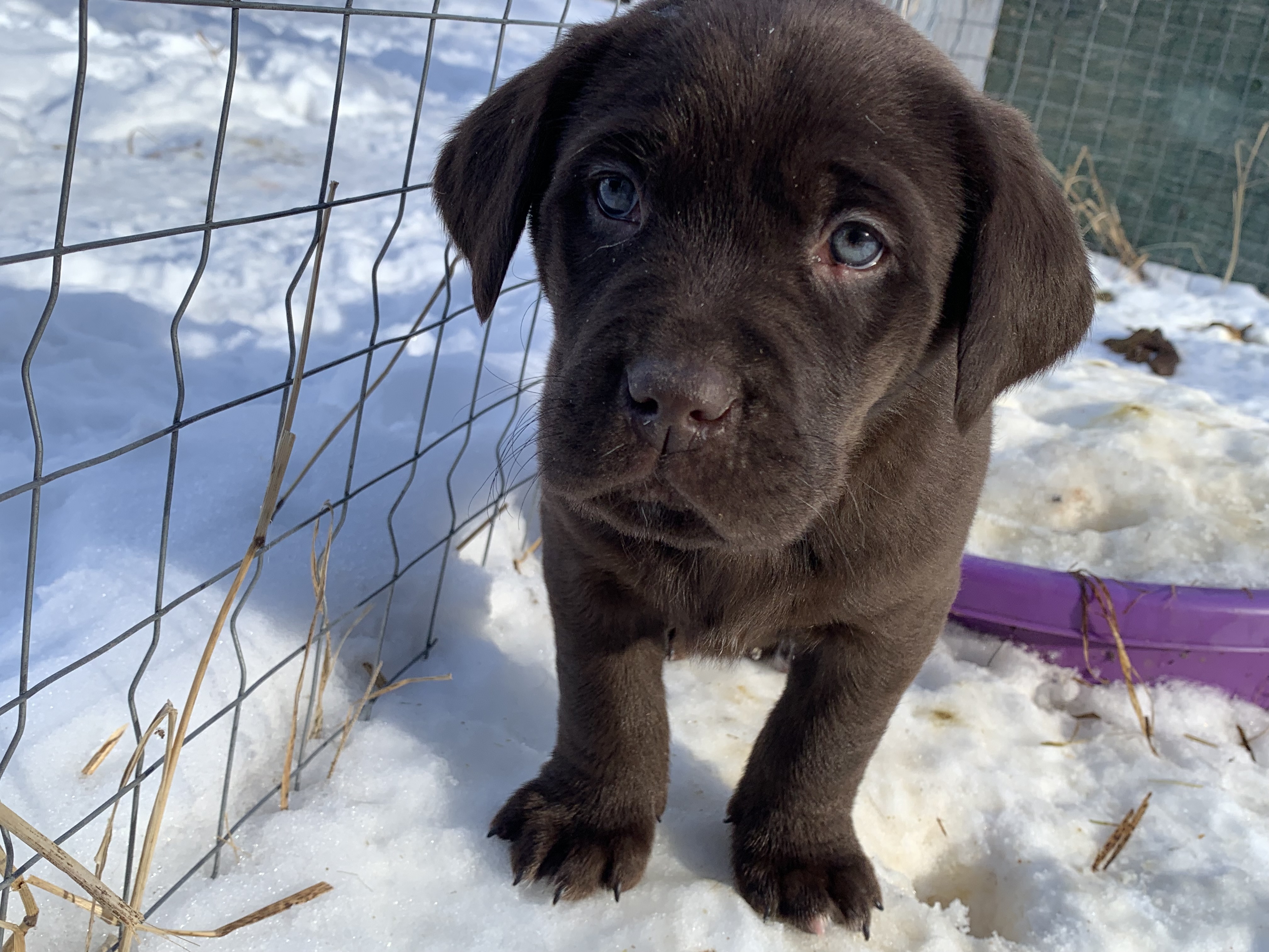 Photo of Pure bred Chocolate and Black Labs