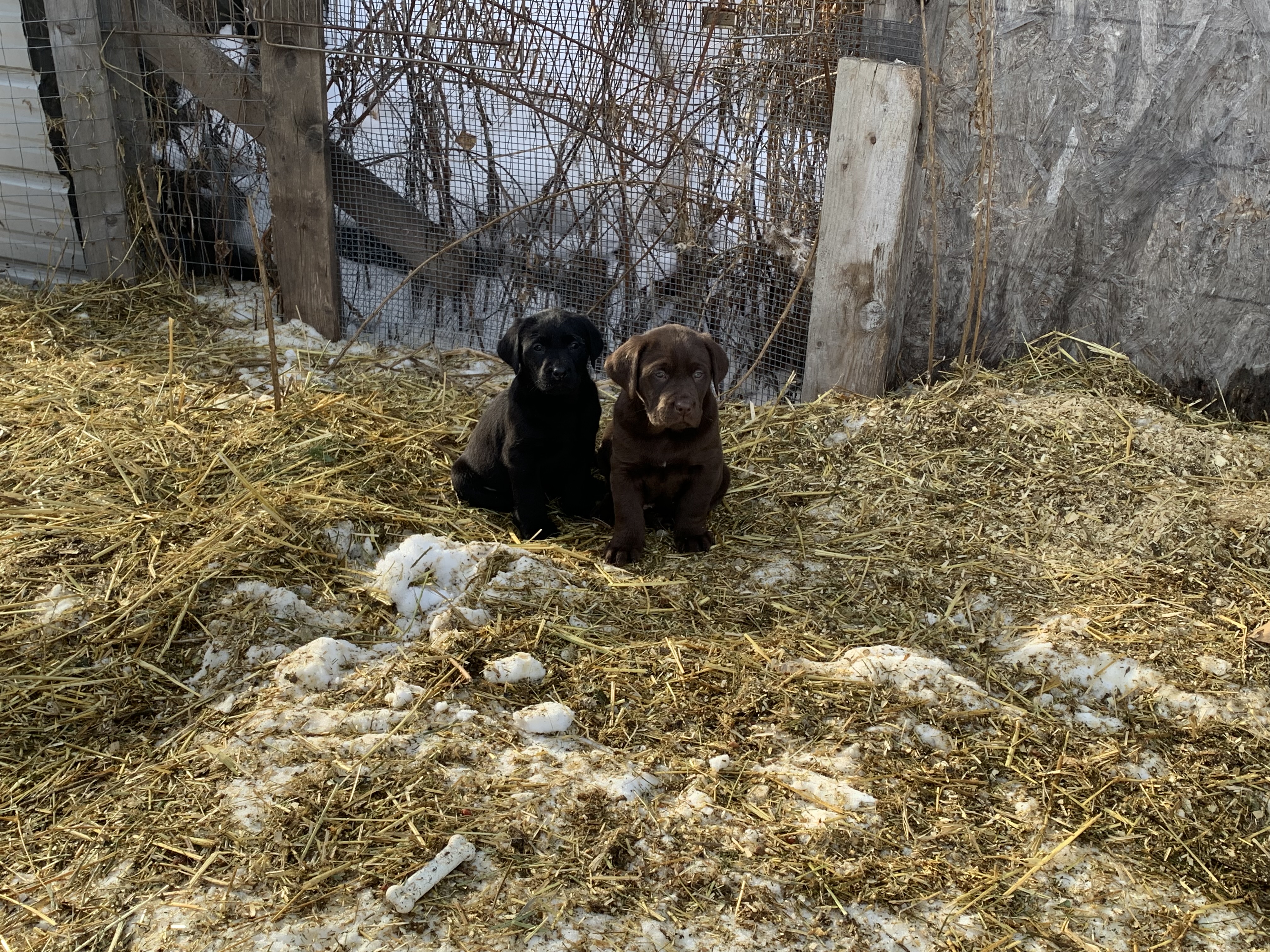 Photo of Pure bred Chocolate and Black Labs