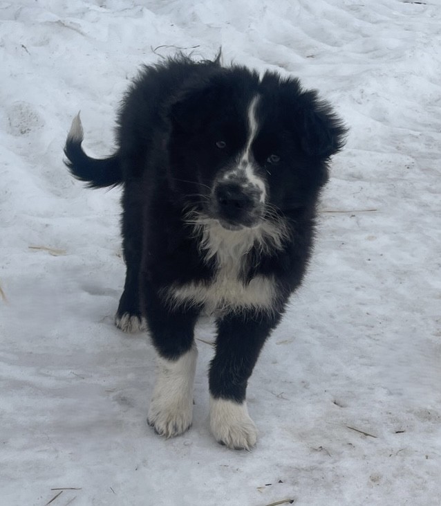 Photo of Australian Shepherd Border Collie Cross Puppies