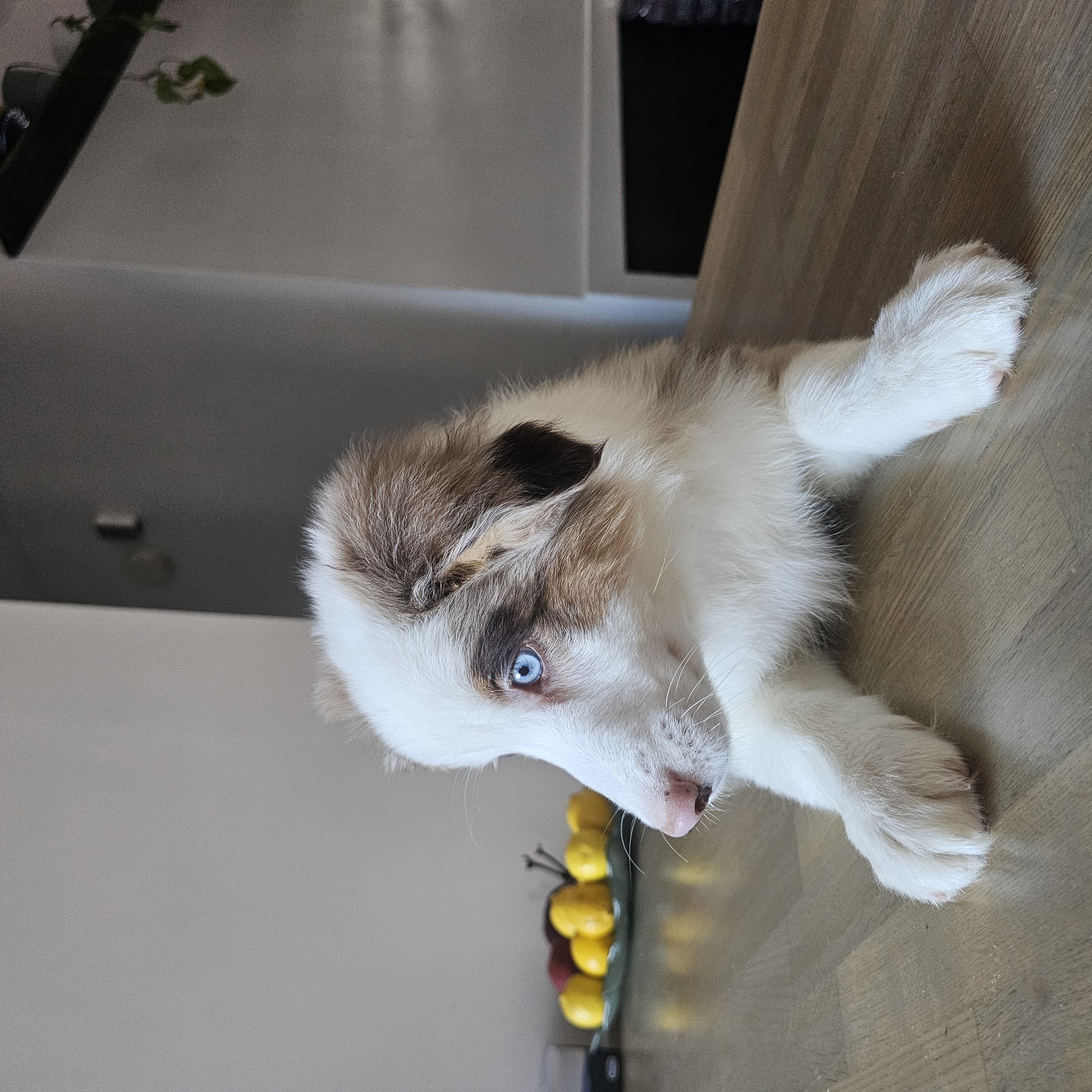 Photo of ONLY MALES / Australian Shepherd/ Aussie Edmonton-Red deer