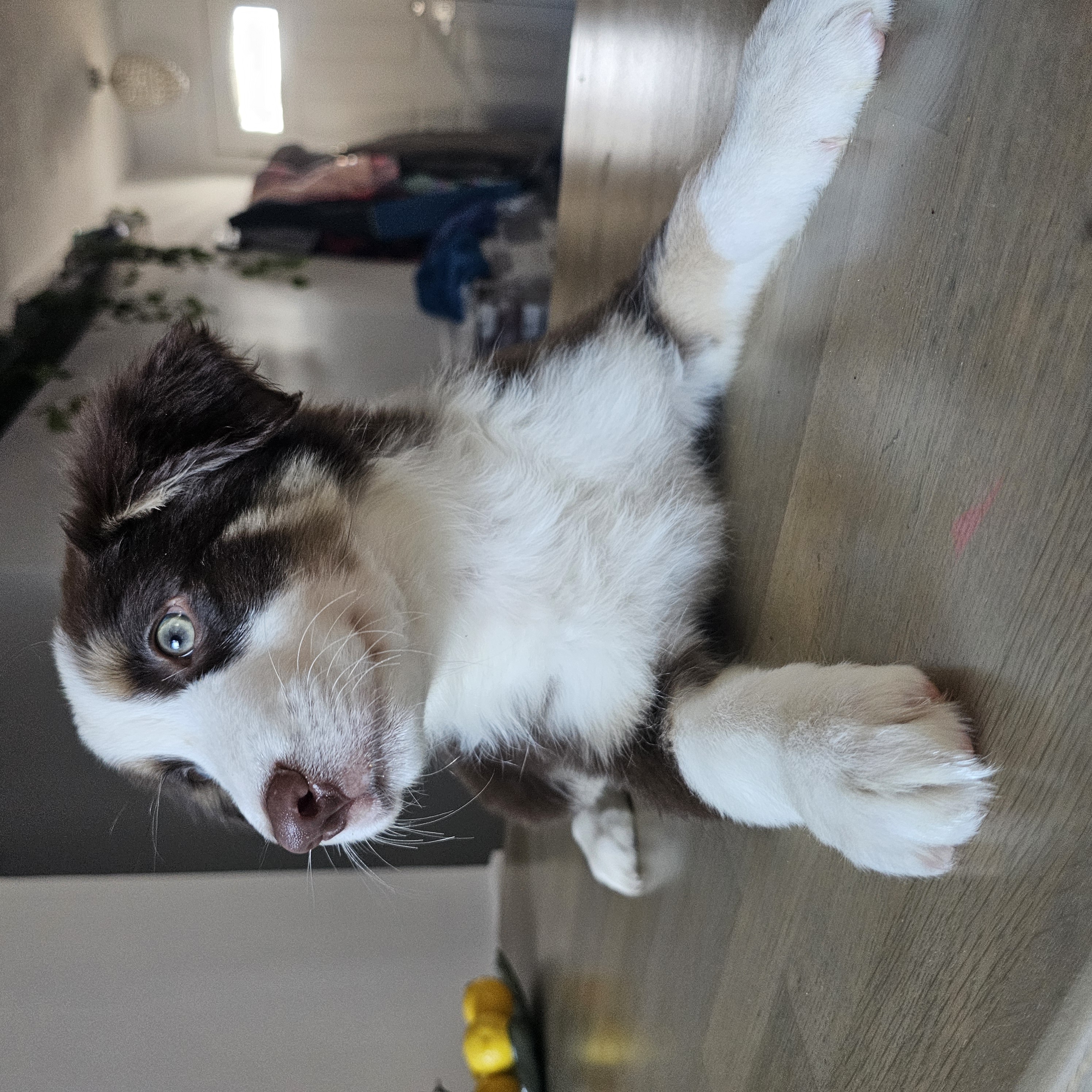 Photo of ONLY MALES / Australian Shepherd/ Aussie Edmonton-Red deer