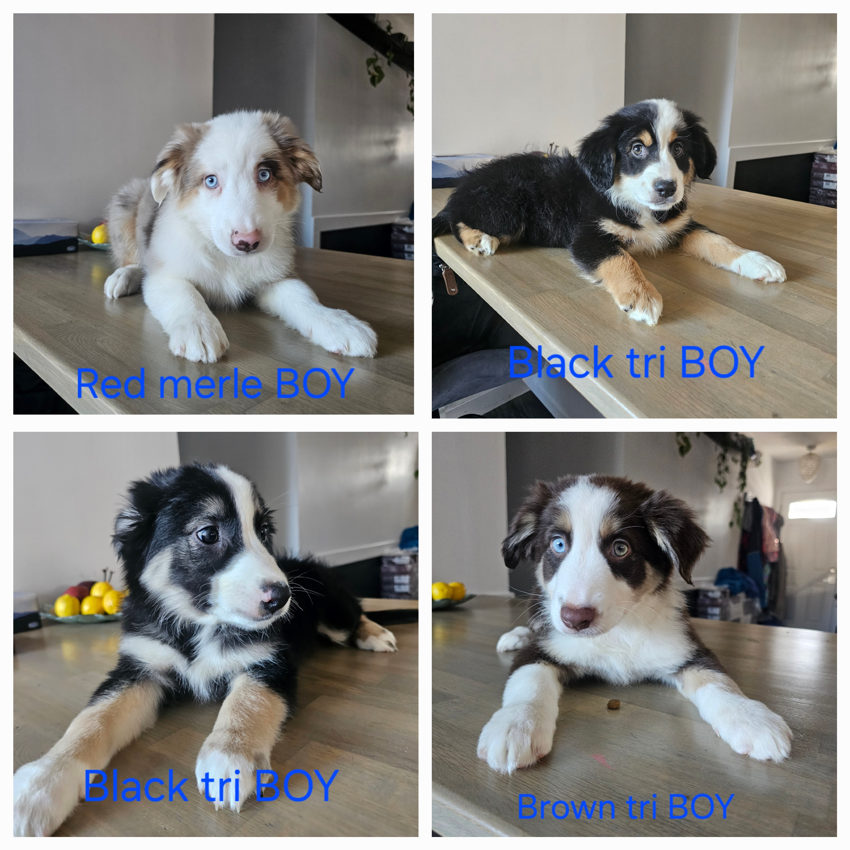 Photo of ONLY MALES / Australian Shepherd/ Aussie Edmonton-Red deer