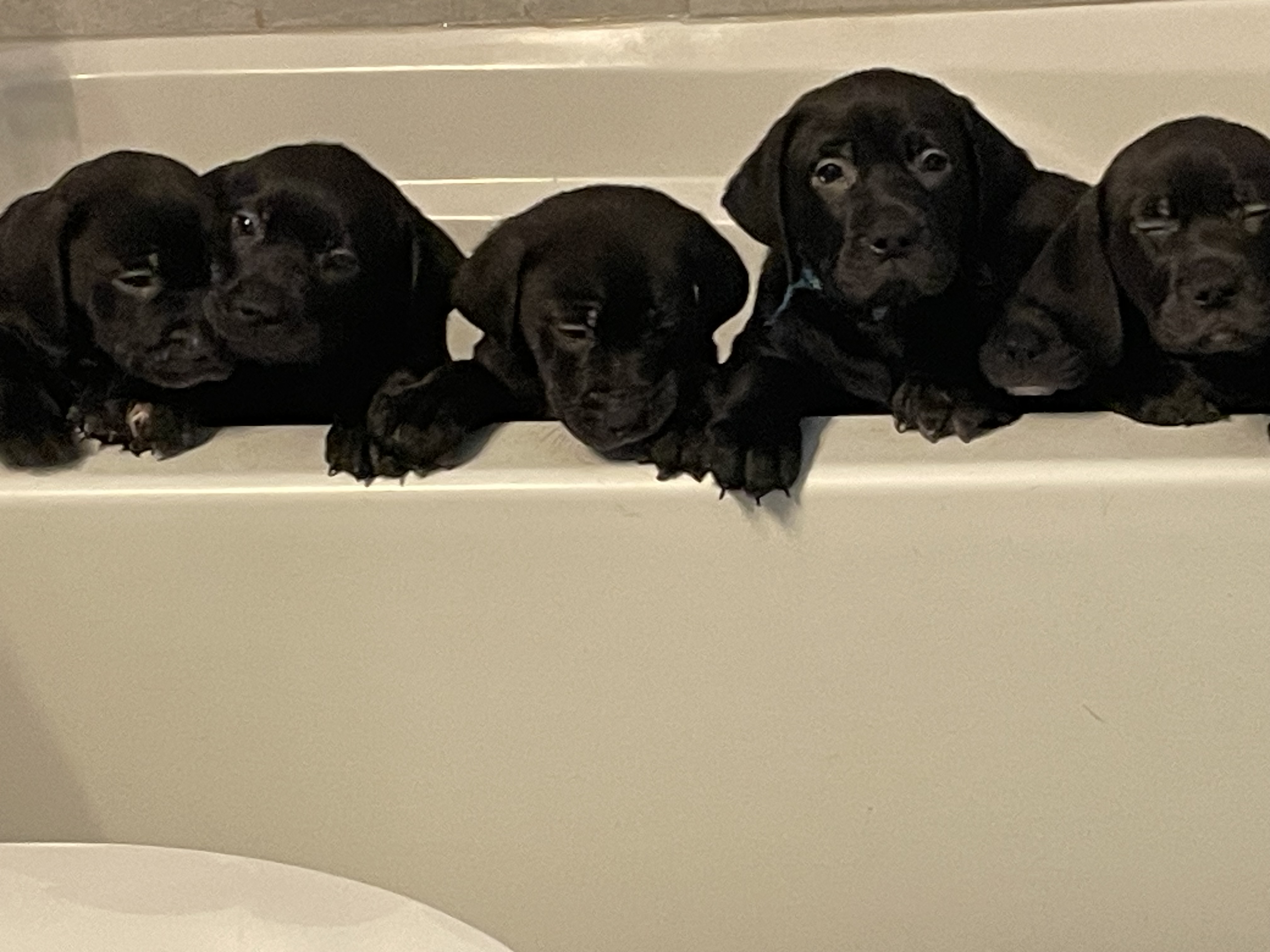 Photo of Bulldog / Labrador