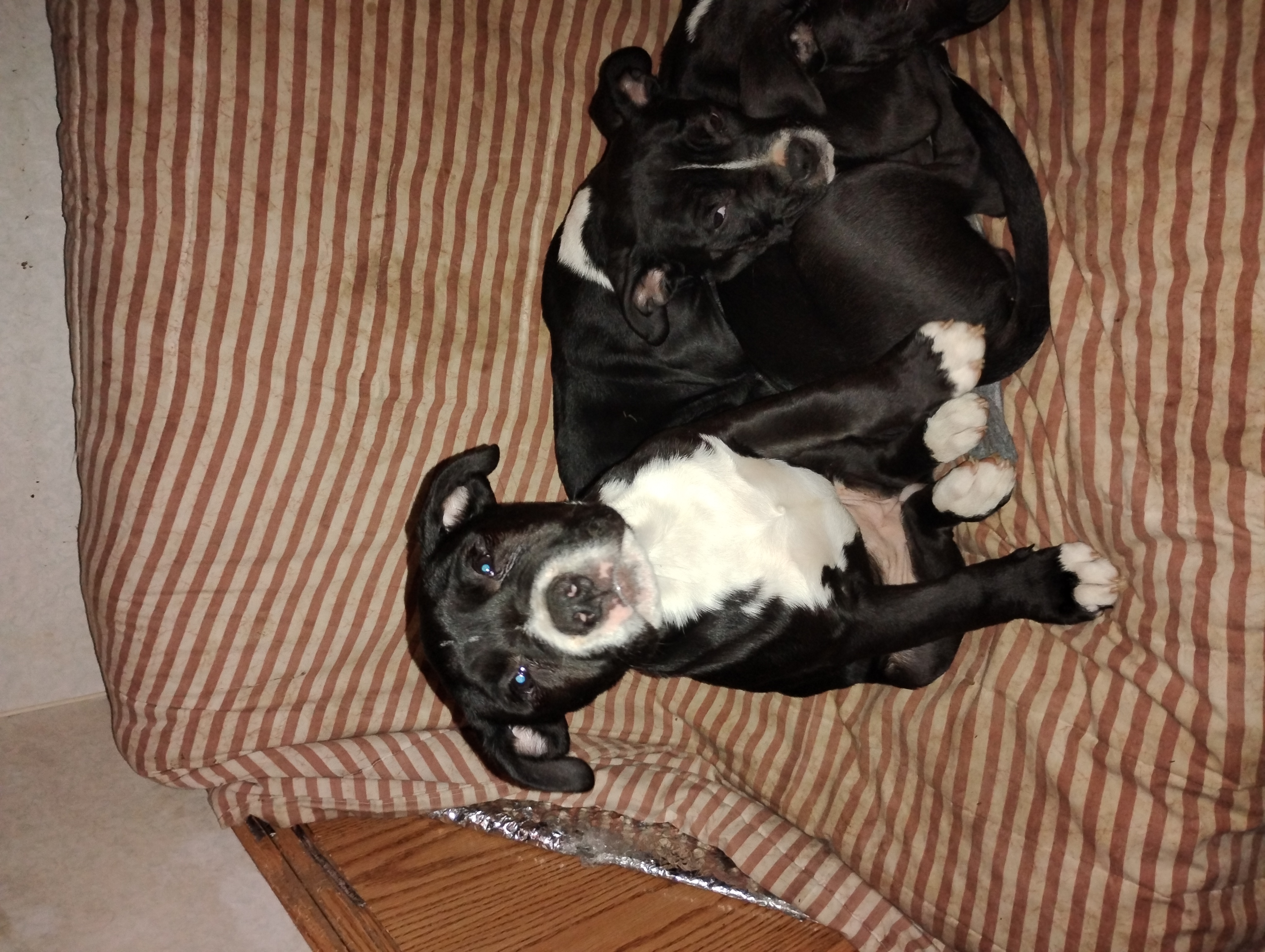 Photo of Micro bully mastiff cross puppies