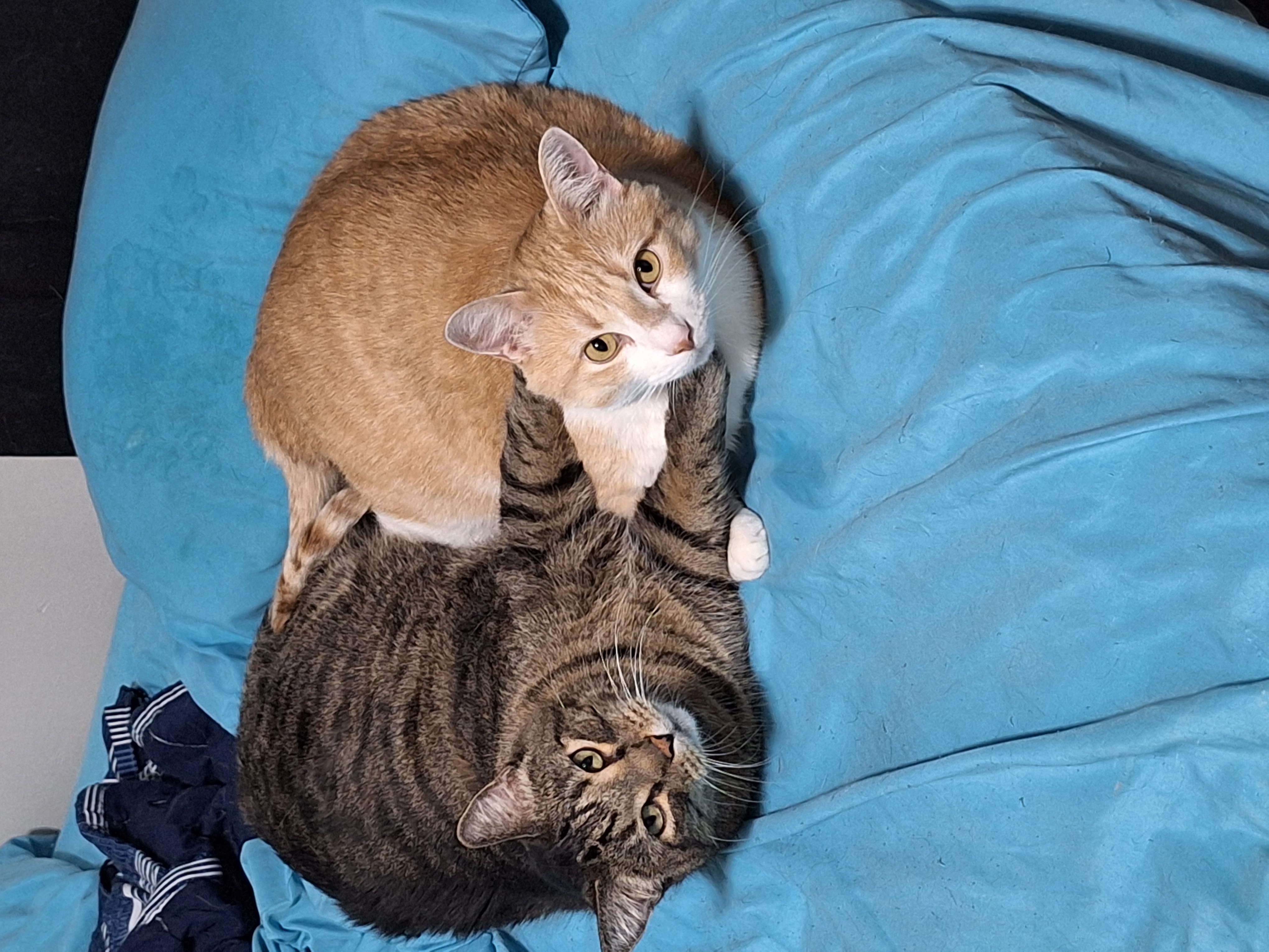 Photo of Bonded pair of male cats