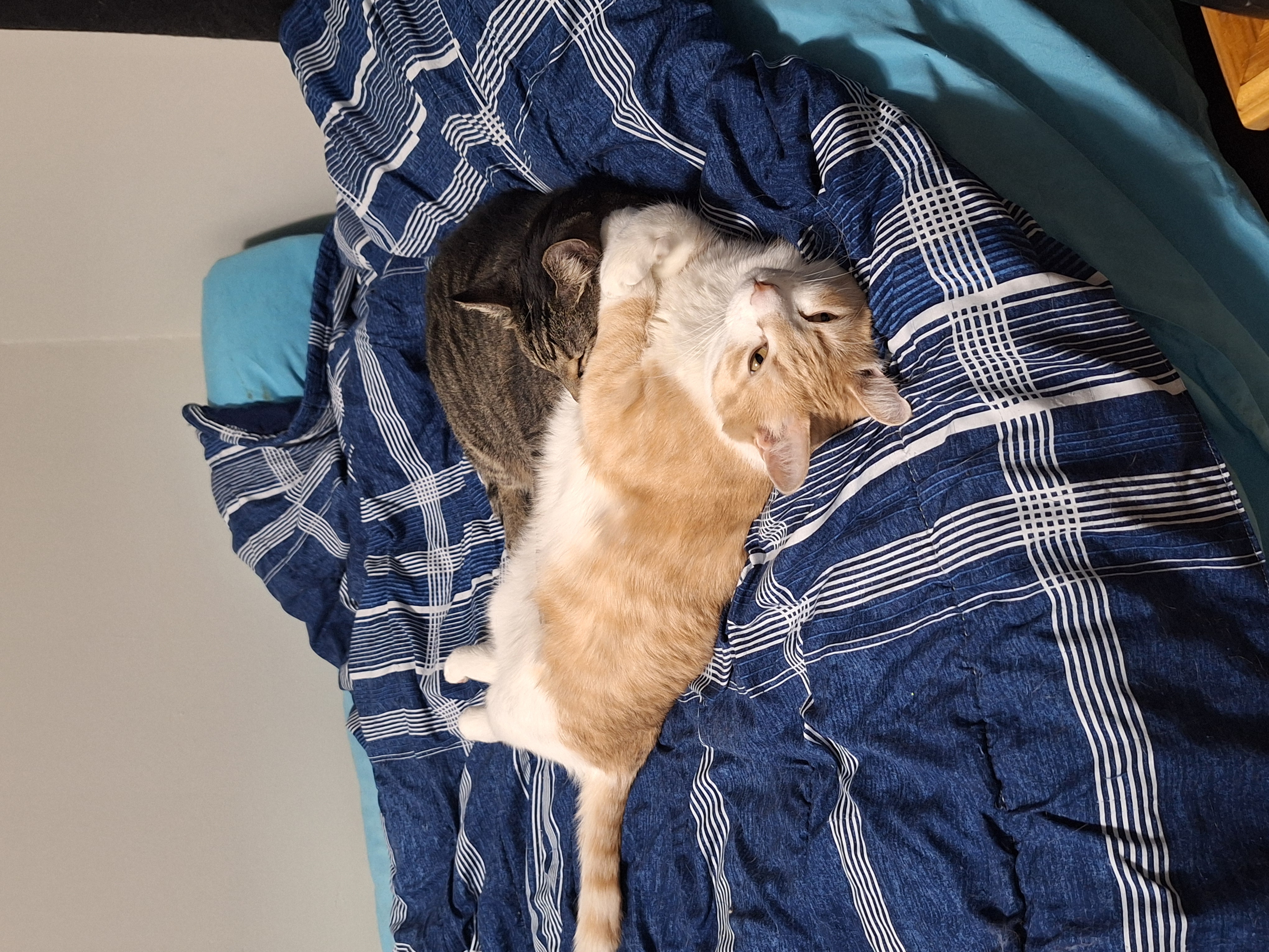 Photo of Bonded pair of male cats