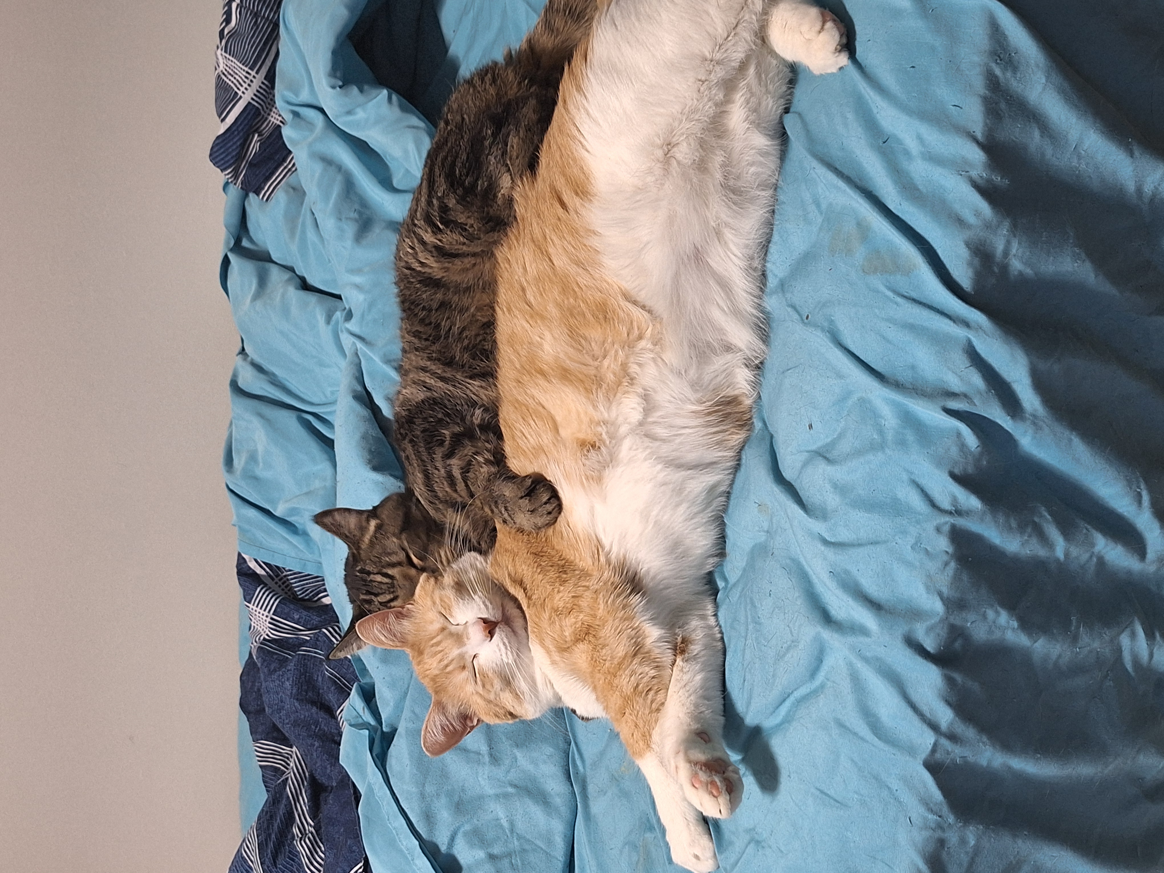 Photo of Bonded pair of male cats