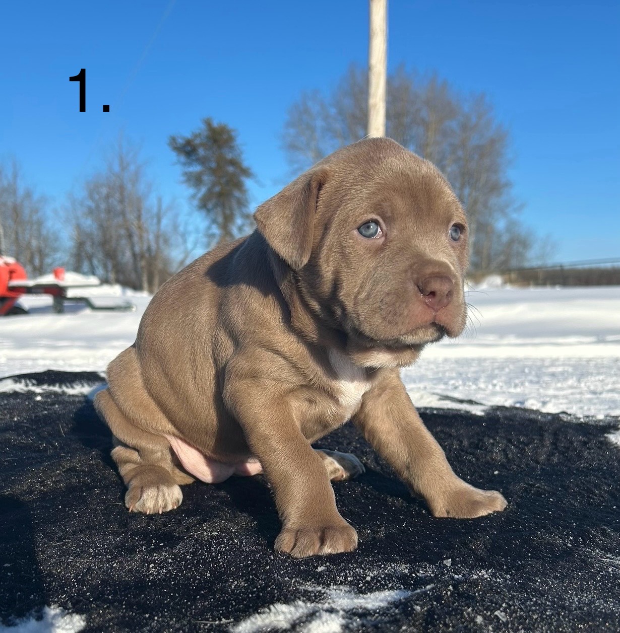 Photo of American Bully puppies for sale 