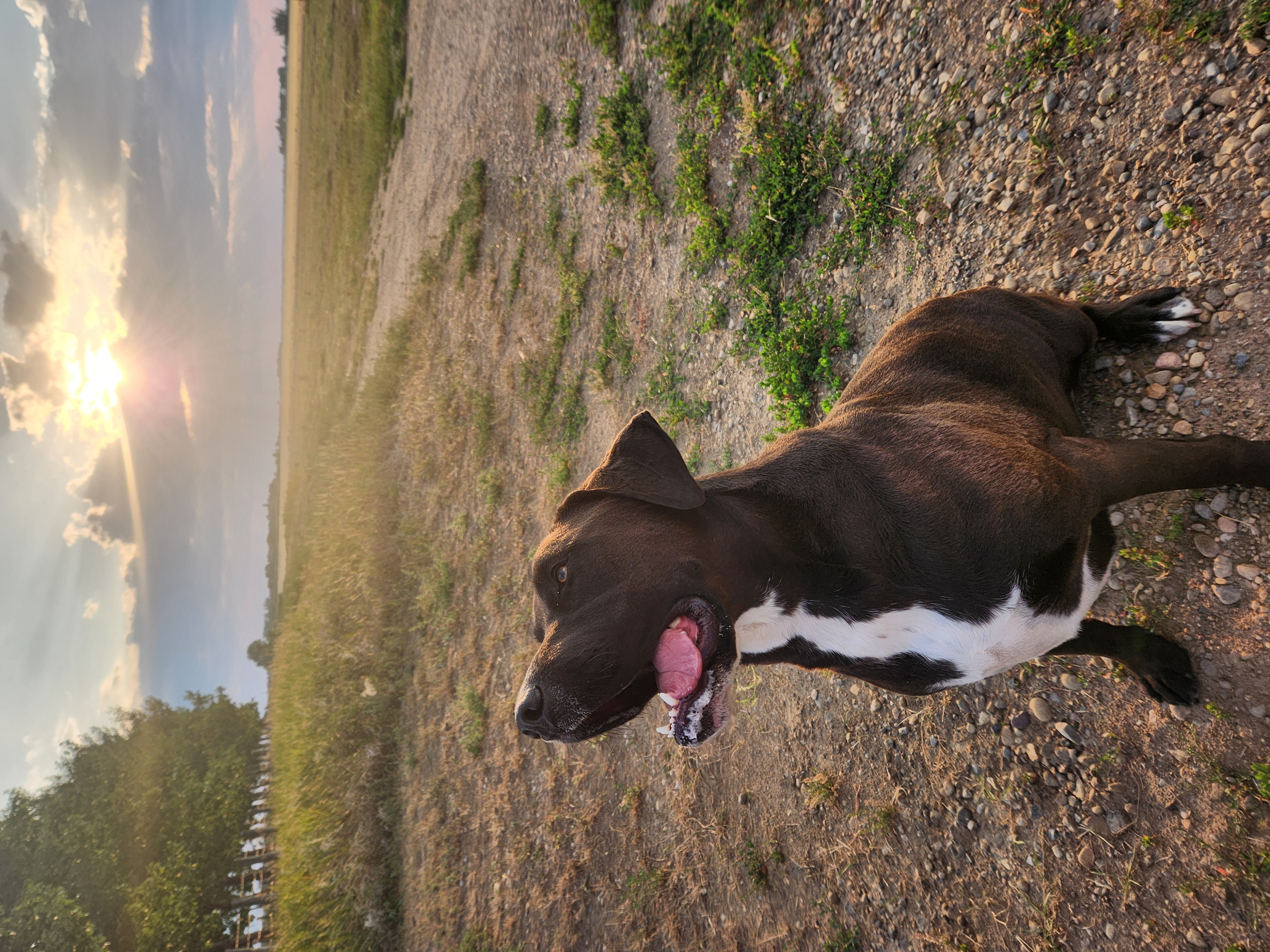 Photo of Lab mix free