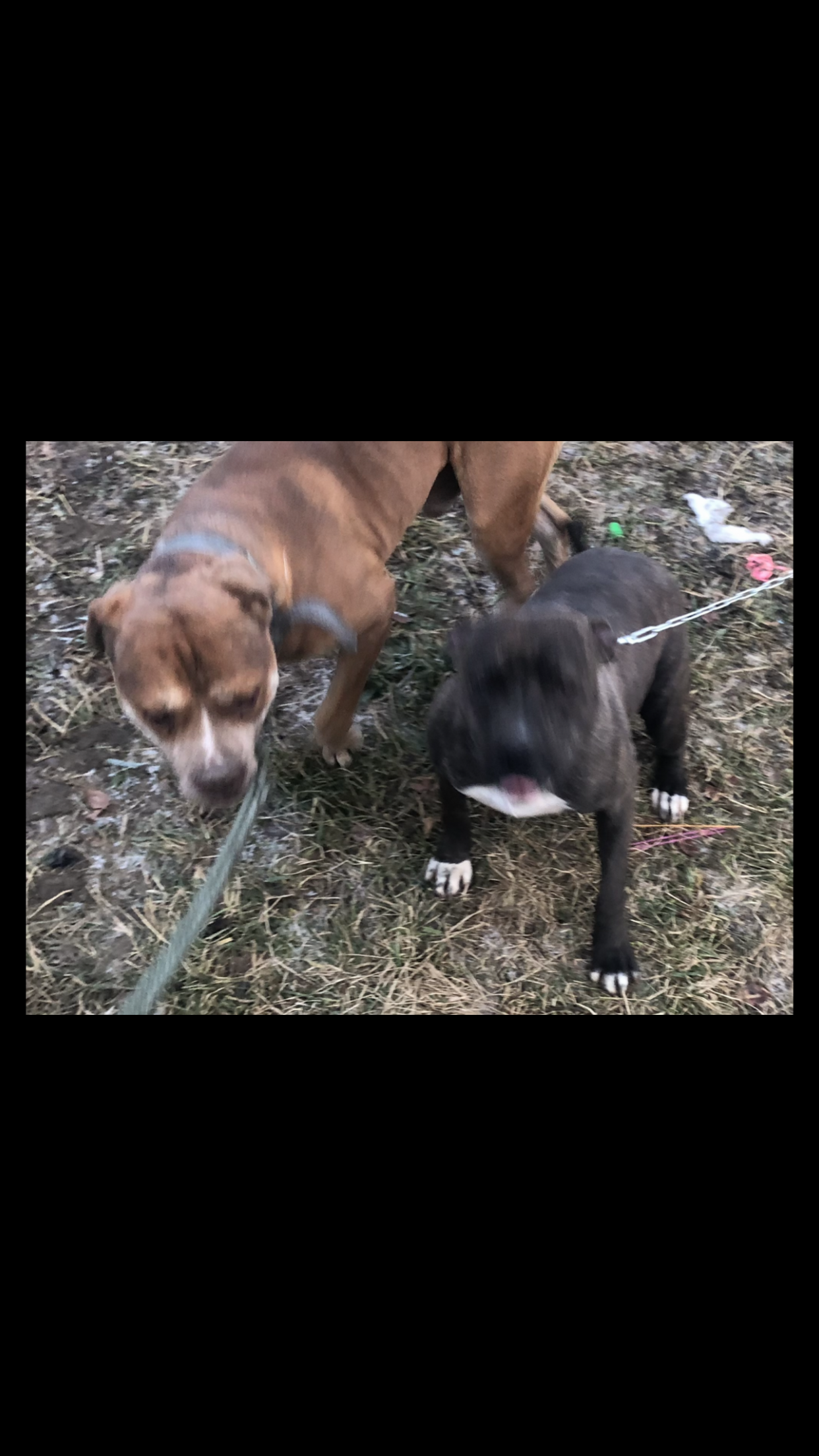 Photo of Puppies Pitbull 7808826326