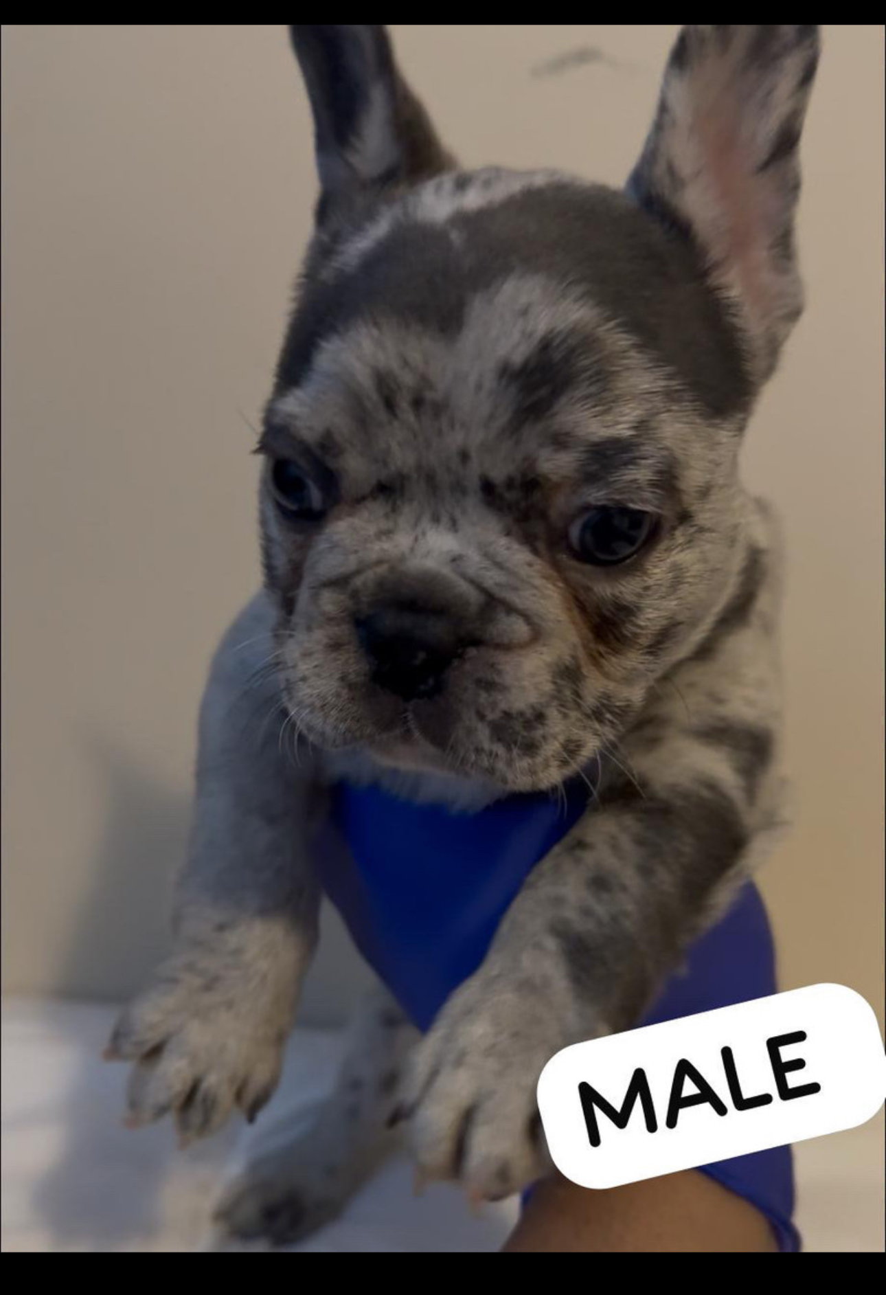 Photo of French Bulldog Puppies 