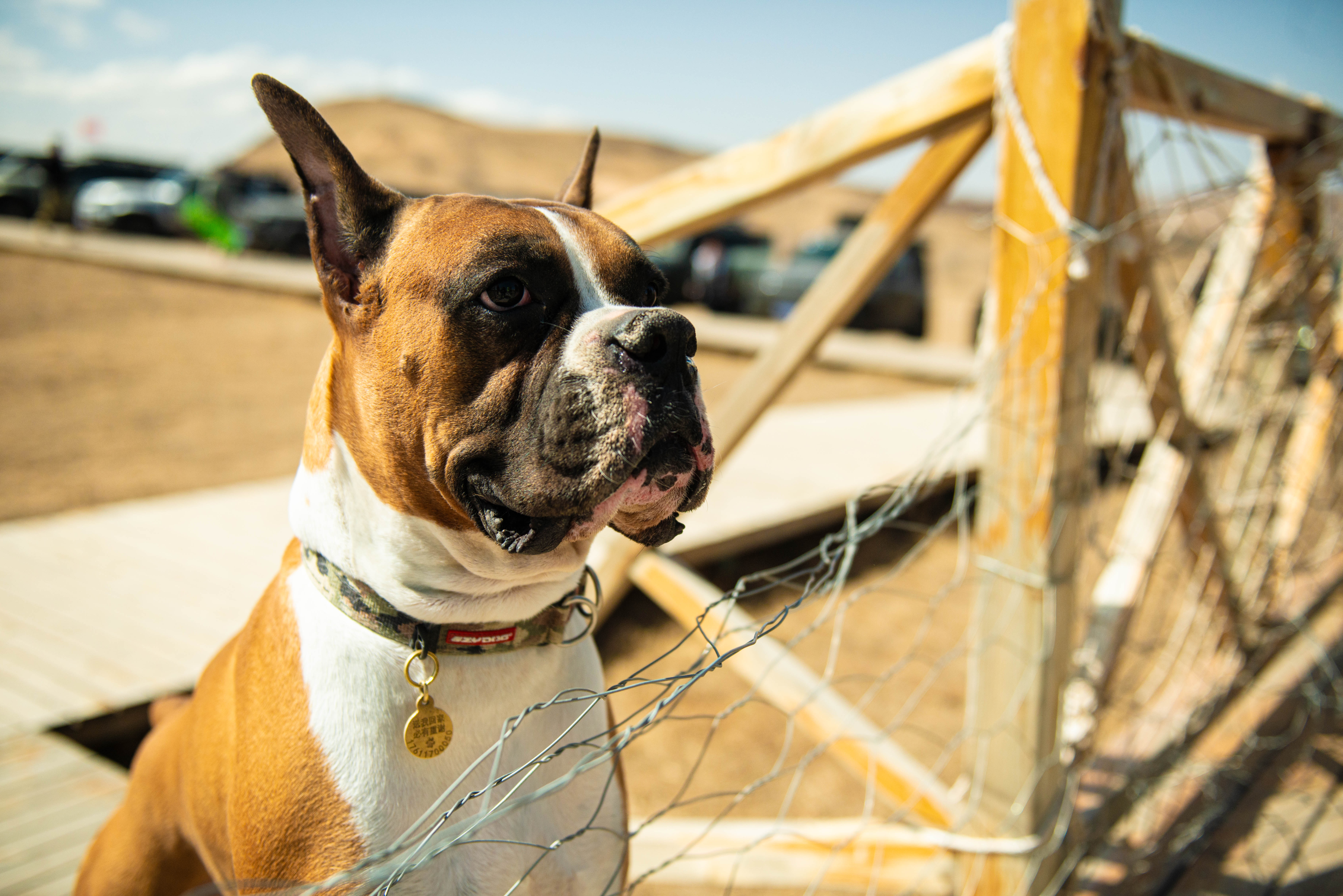 Photo of Boxer stud for hire