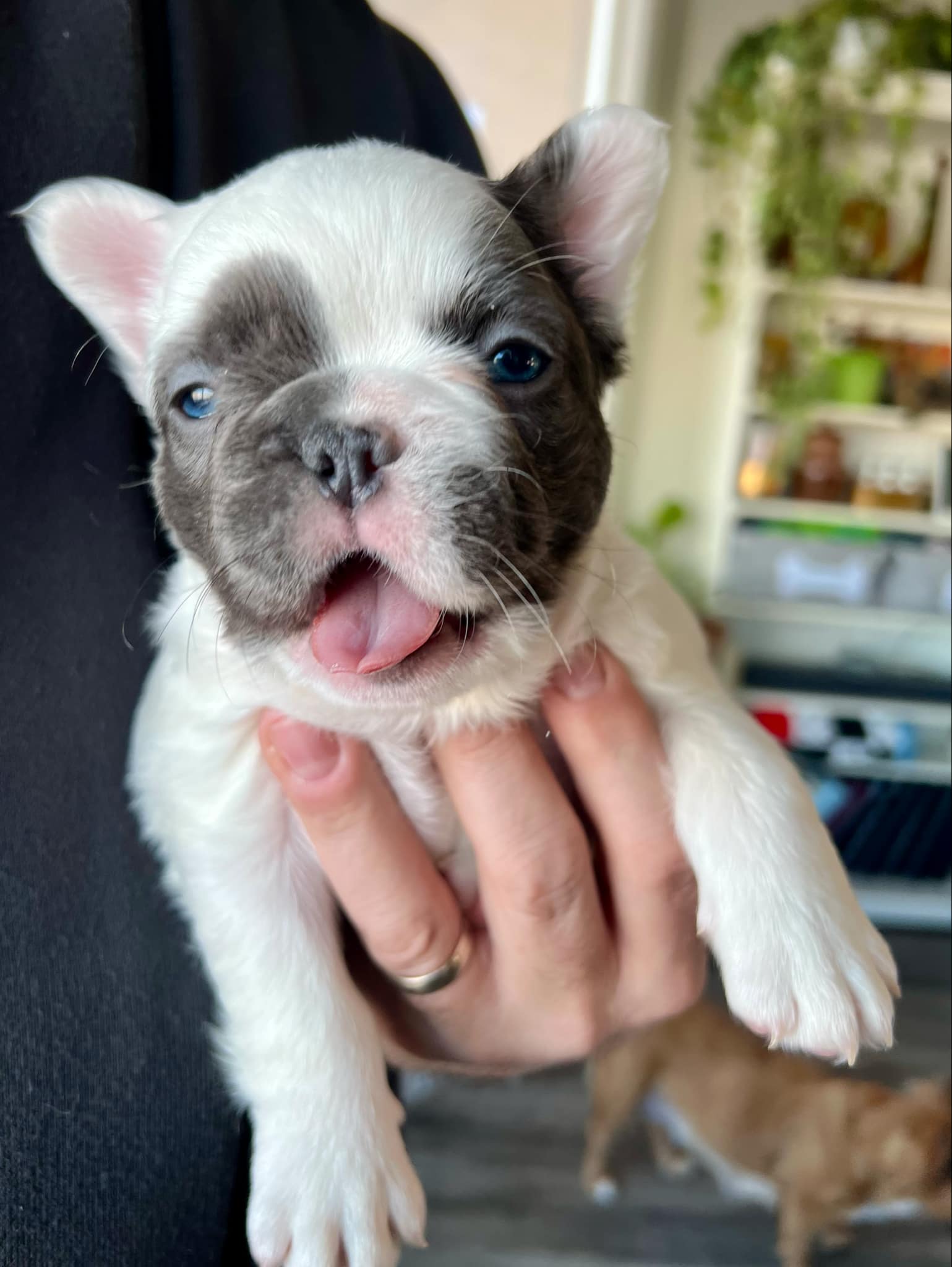 Photo of Meet Spot. French bulldog puppies.  Ckc, fluffy/long haired cute as a button.