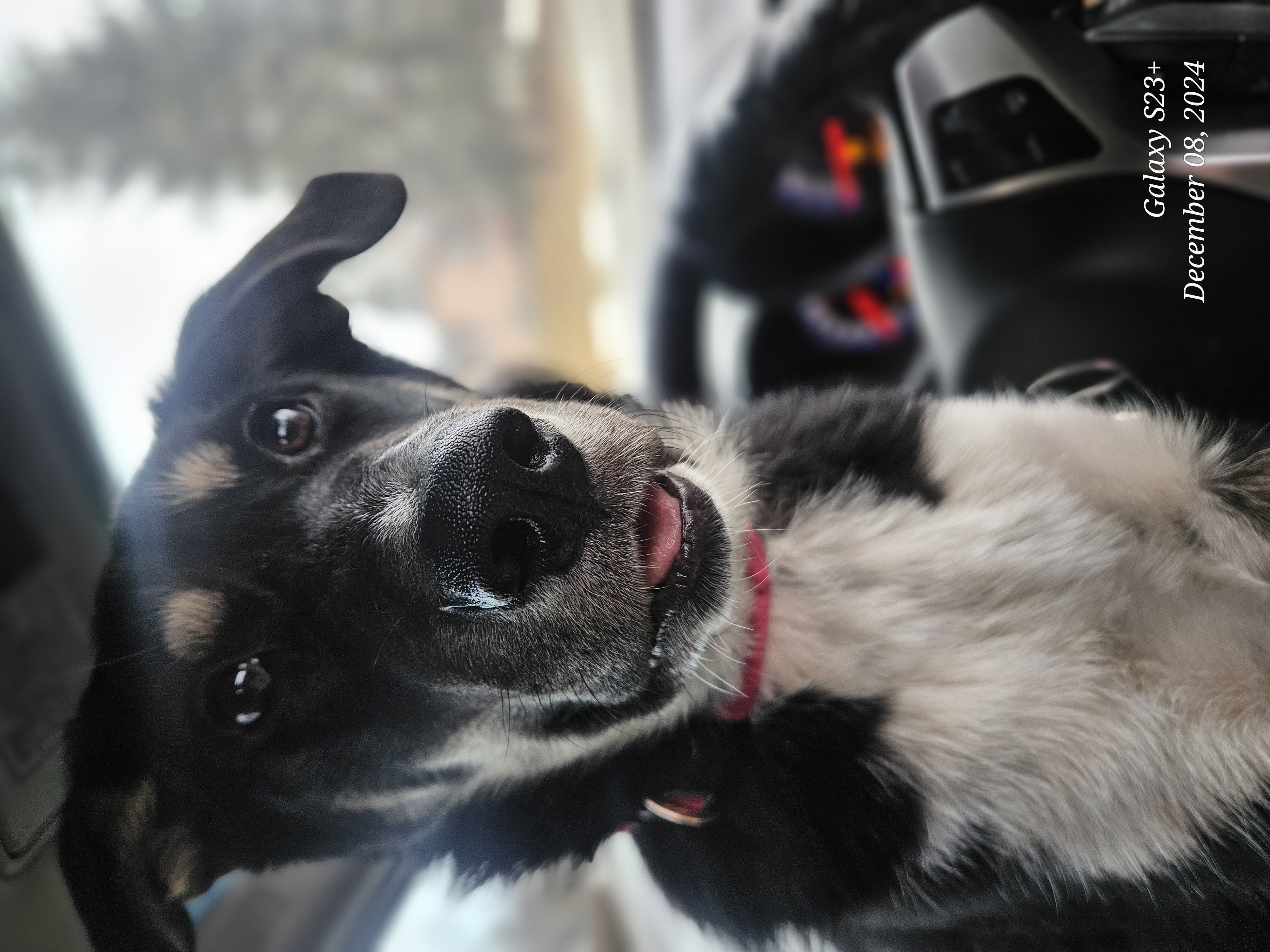 Photo of 8 month old border collie x for rehoming 