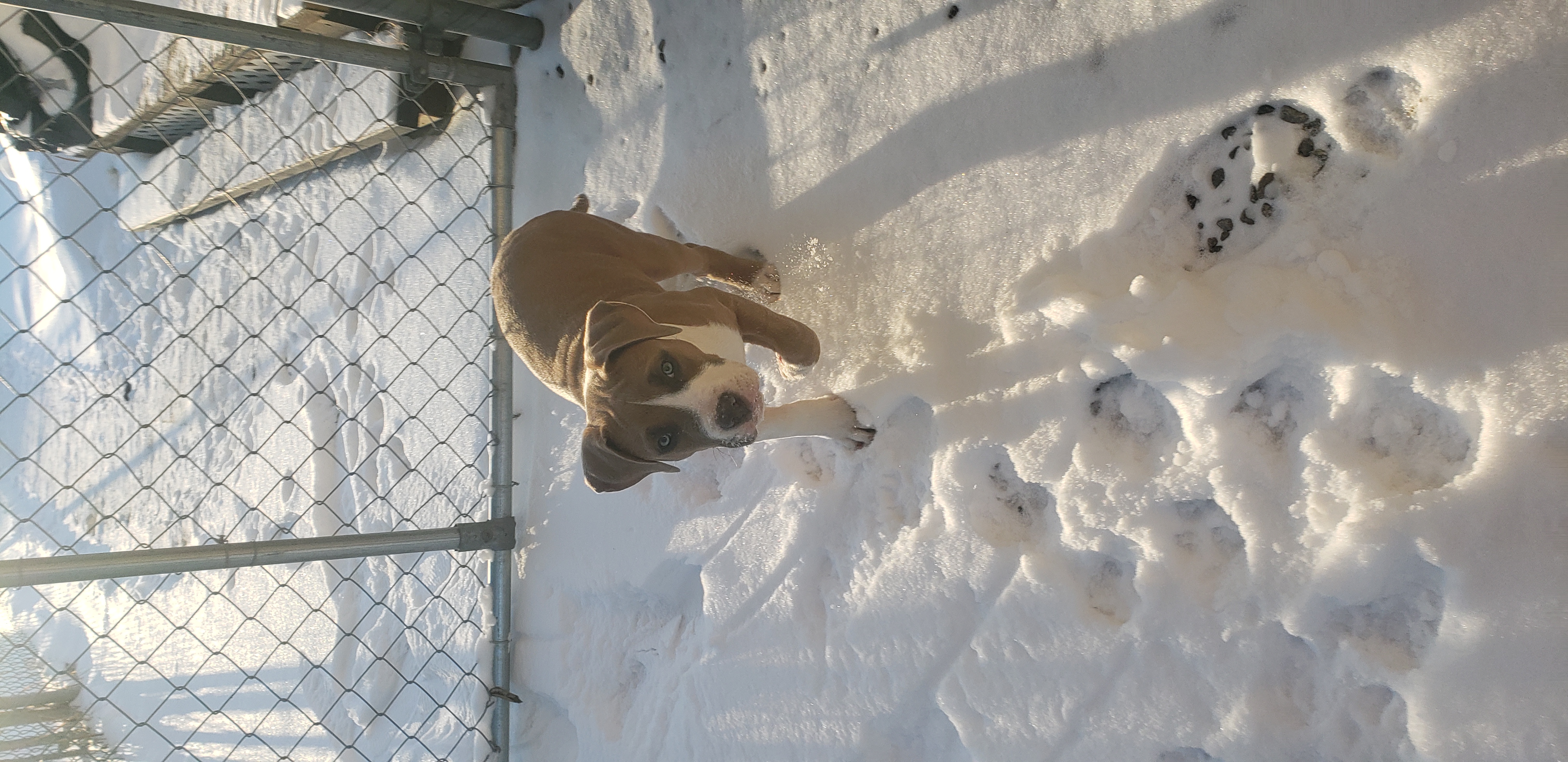 Photo of Urgent need 2 find home  15 week pitbull terrier.