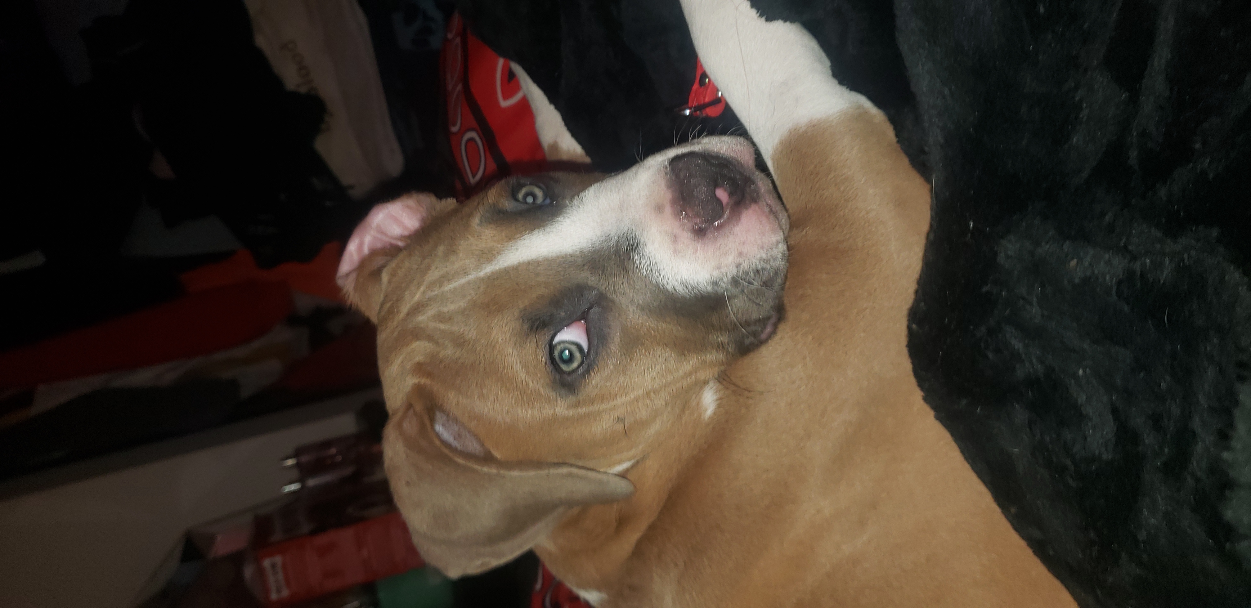 Photo of Urgent need 2 find home  15 week pitbull terrier.