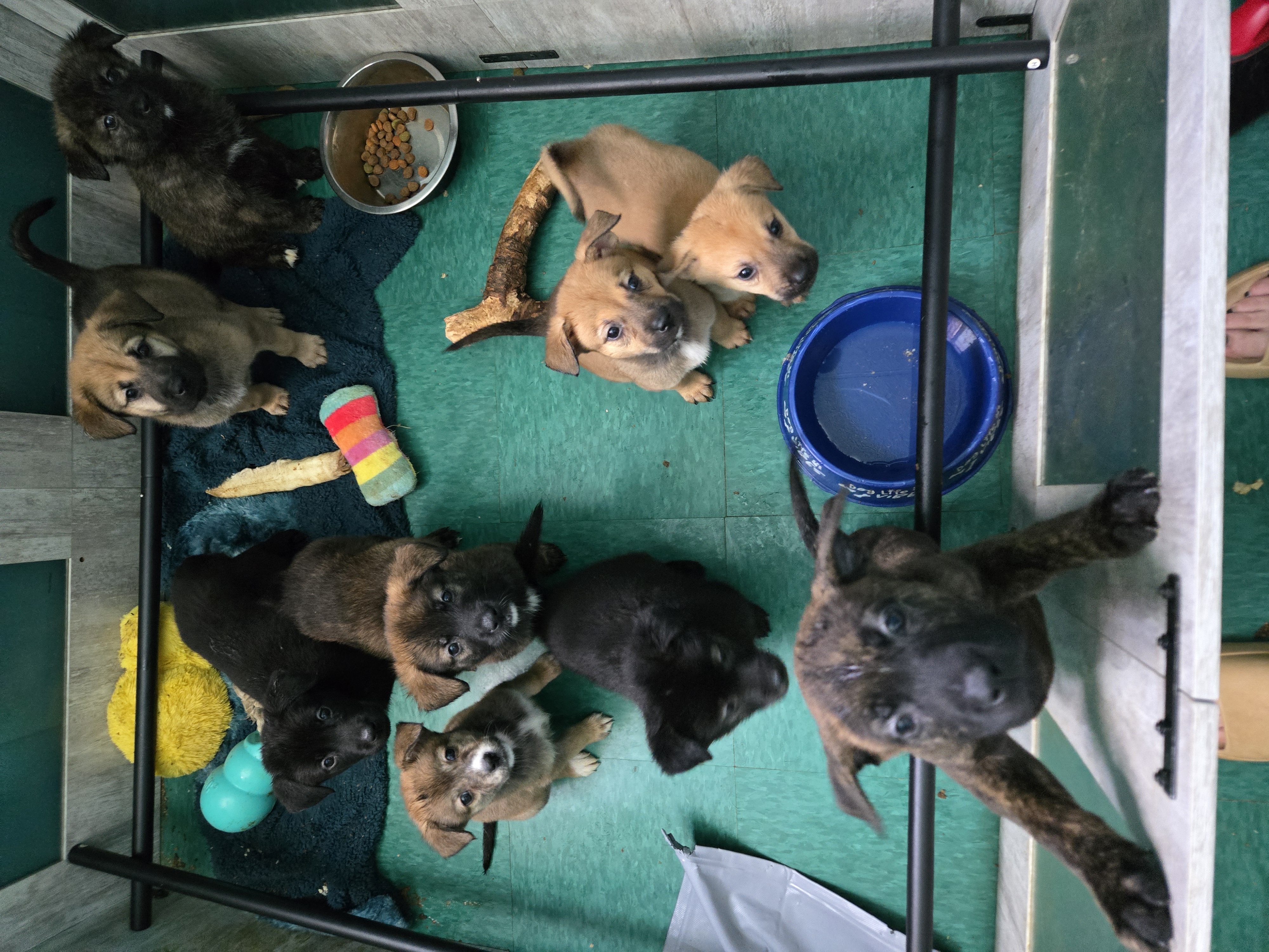 Photo of Sweet mixed pups vetted and ready to go