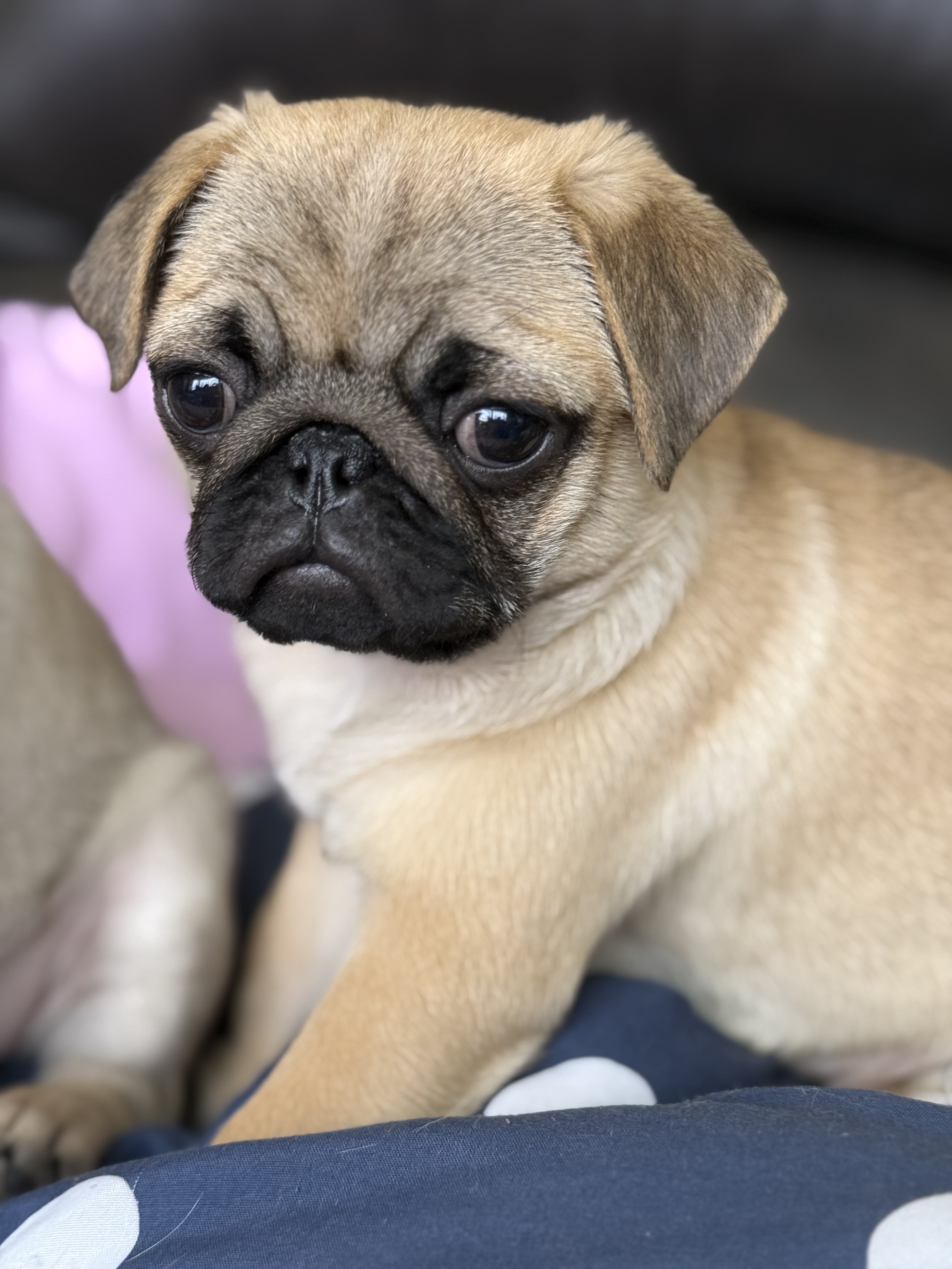 Photo of Cute pugs for sale