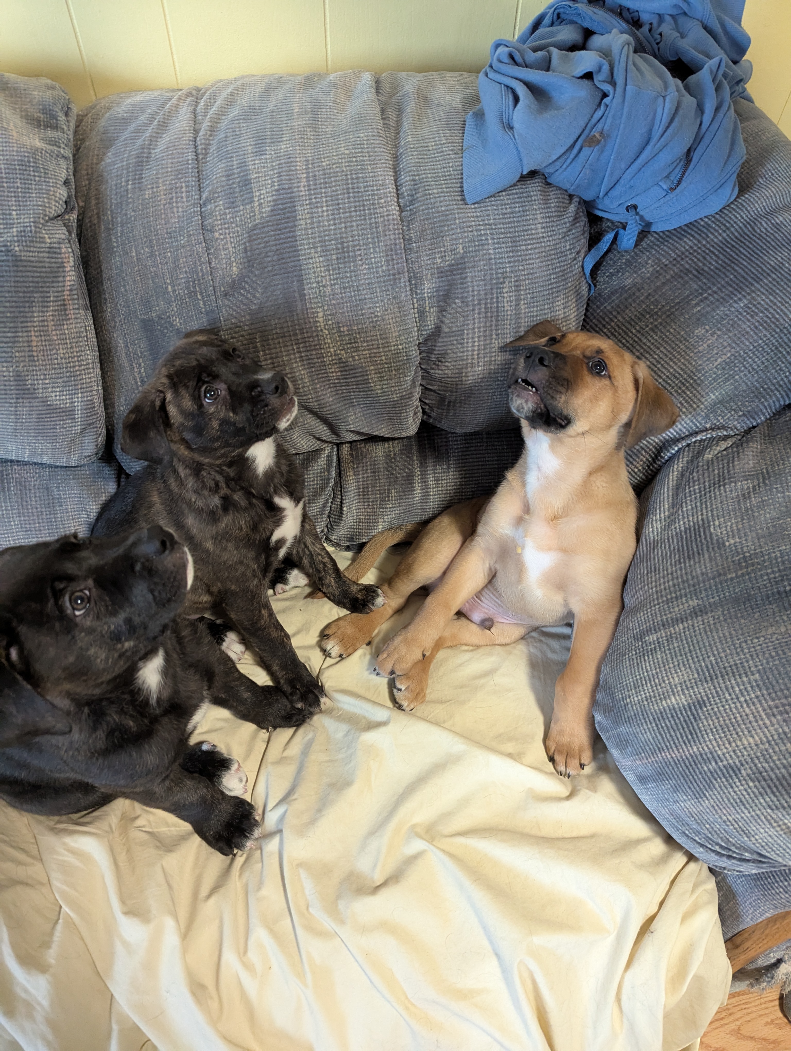 Photo of Bulldog x Blue Heeler Puppies