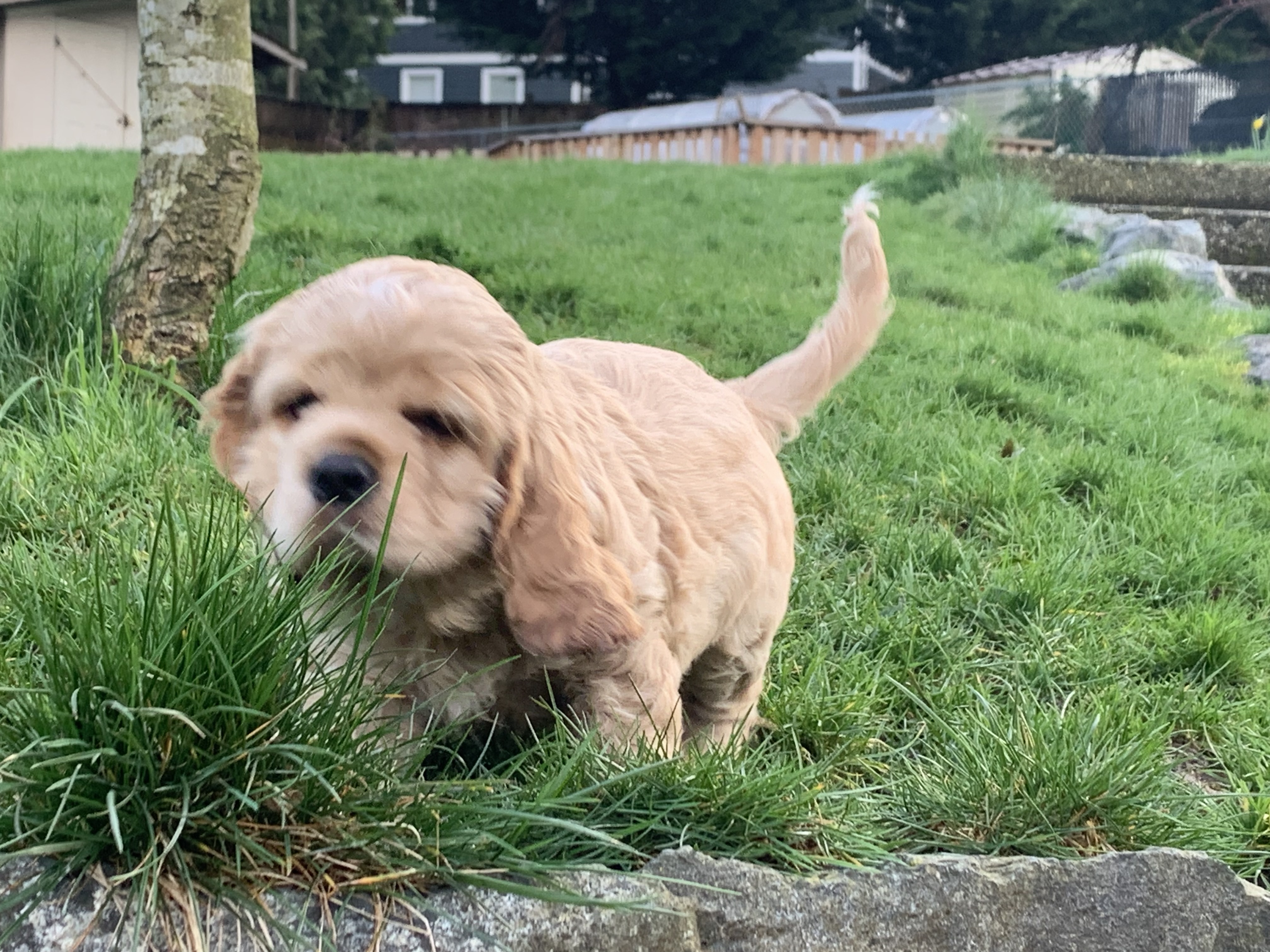 Photo of American cocker spaniel puppies 