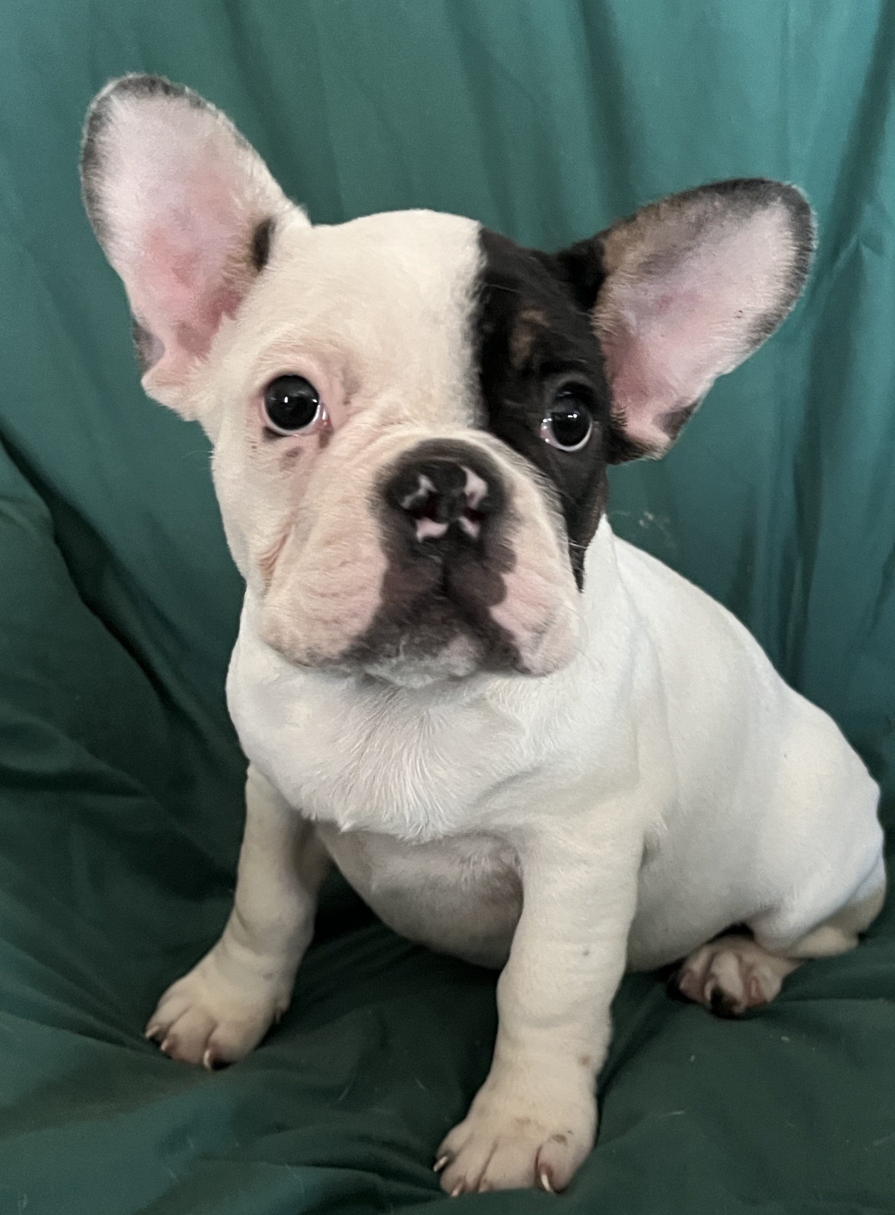 Photo of French Bulldog 