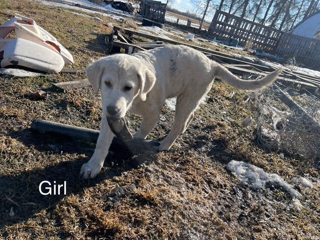 Photo of Livestock Guardian pups for sale
