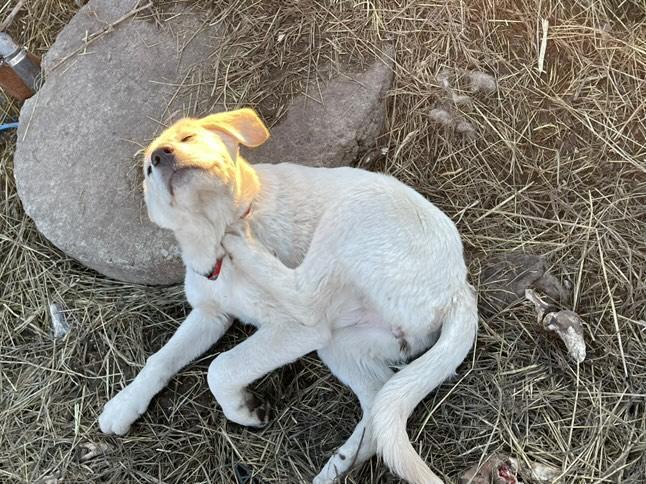 Photo of Livestock Guardian pups for sale