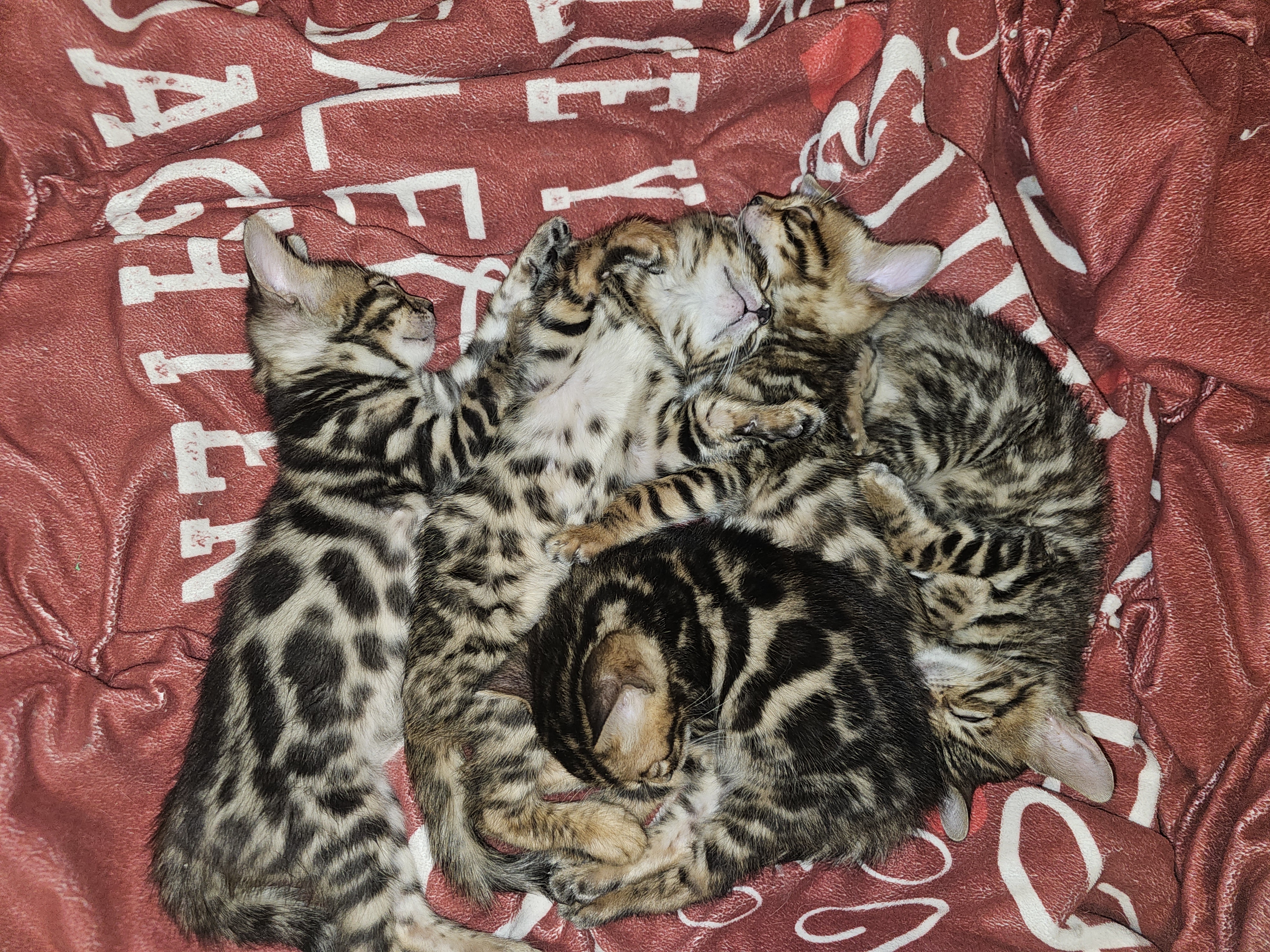 Photo of Bengals