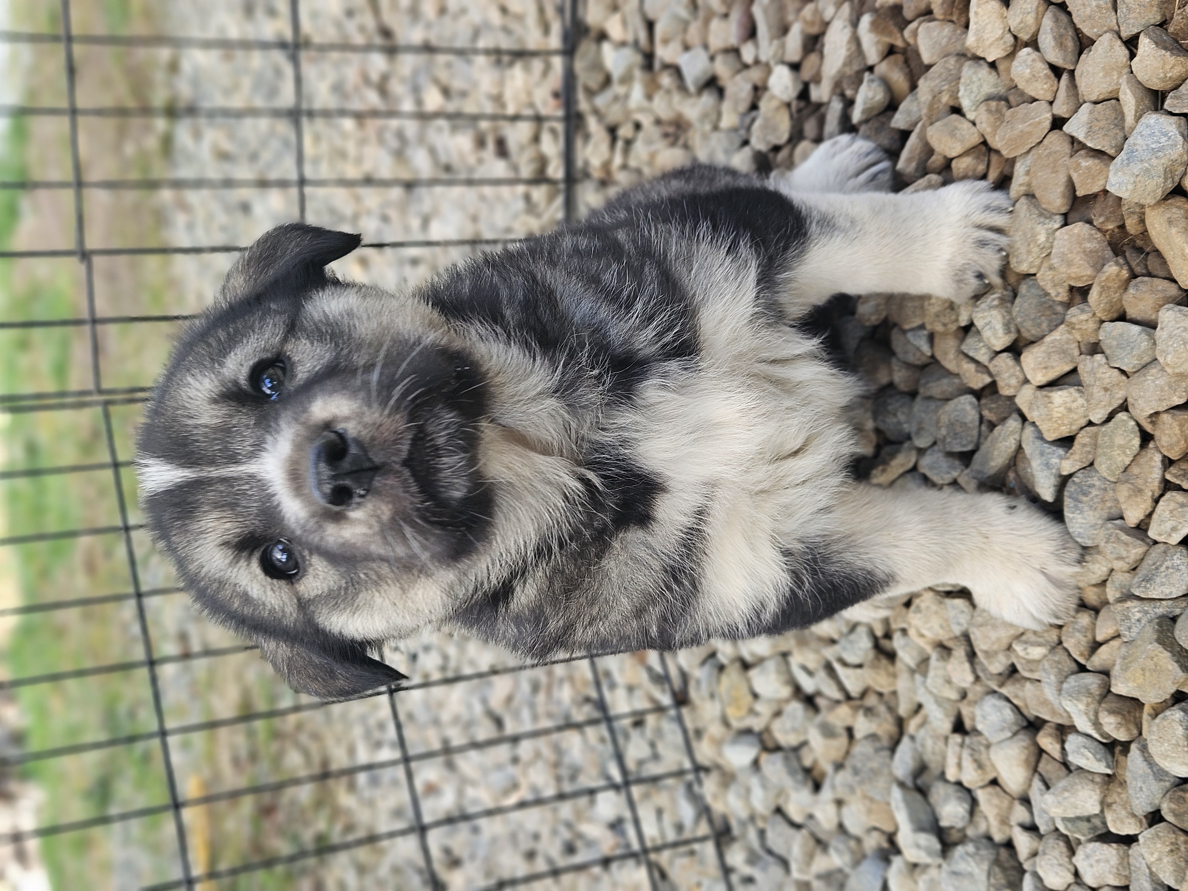 Photo of Shepsky Rotti Mix Pups for Rehoming mid-April