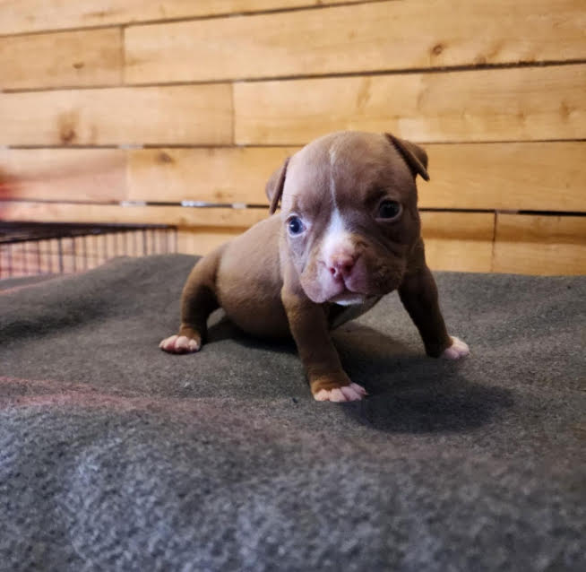 Photo of French Bulldog Puppy for Sale – Champion Bloodline, AKC Registered!