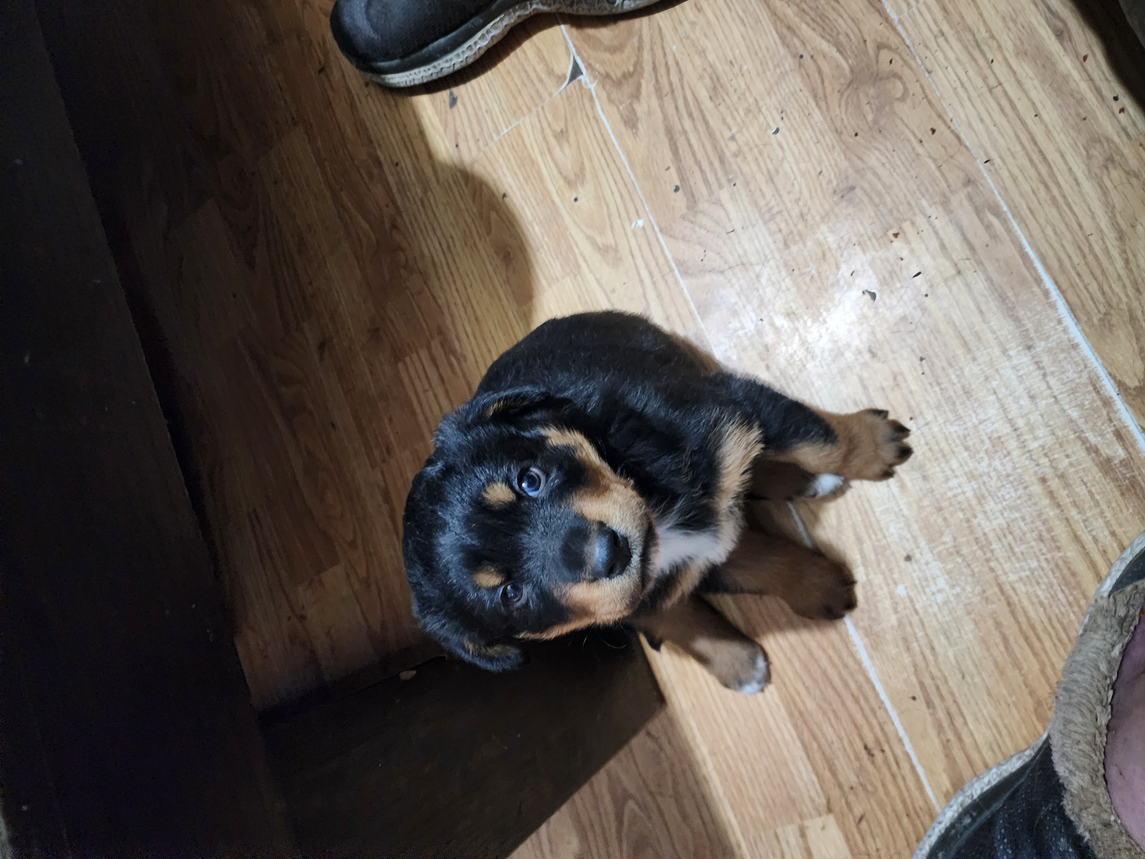 Photo of Pure bred female Rottweiler puppy