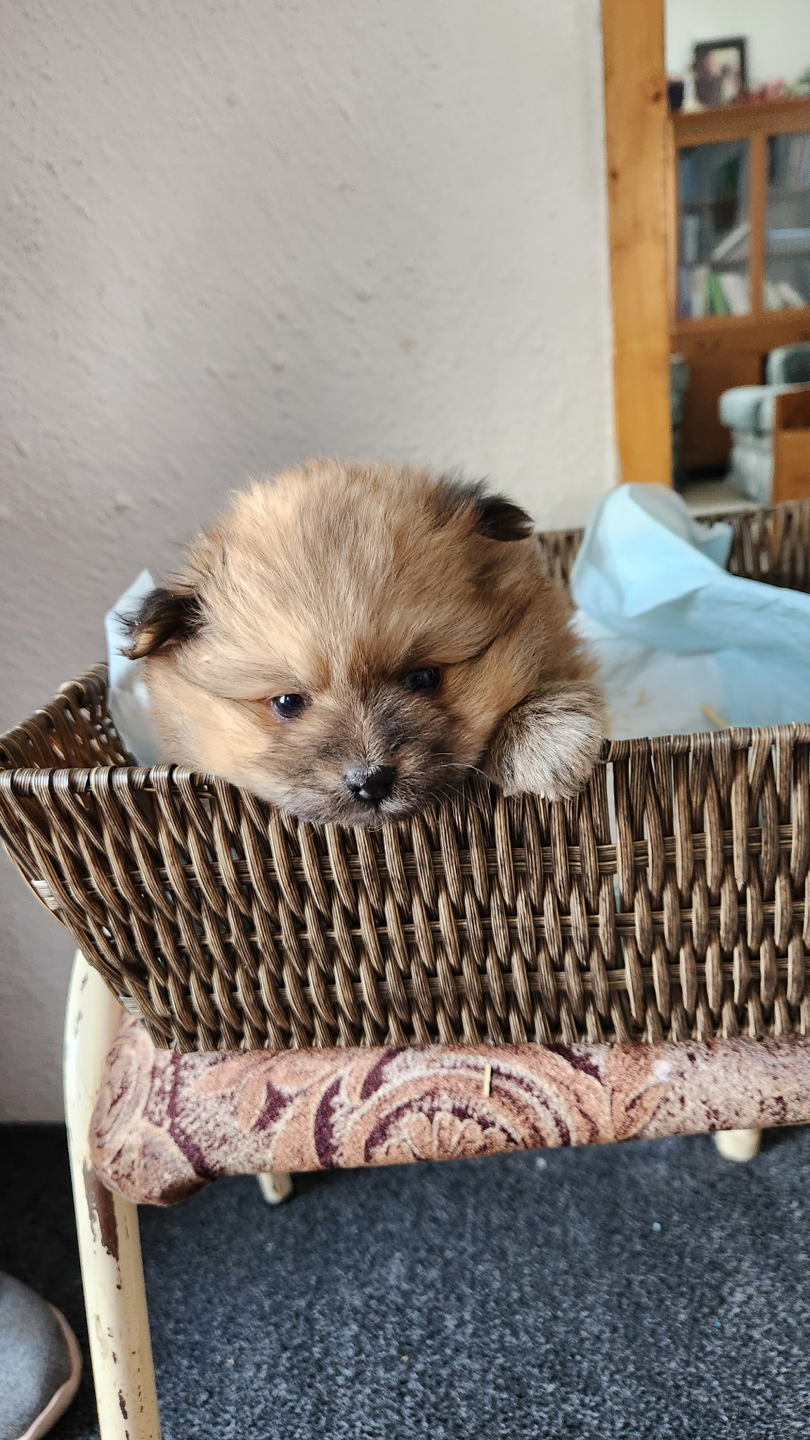 Photo of Shitzu/Pomeranian Puppies for sale