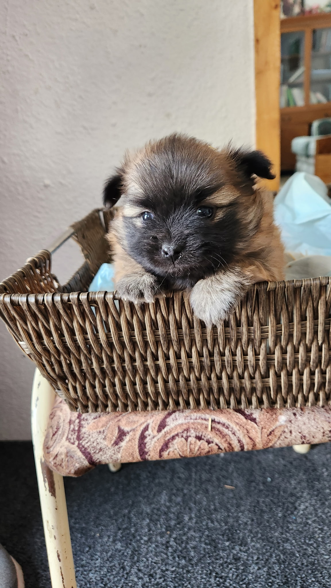Photo of Shitzu/Pomeranian Puppies for sale
